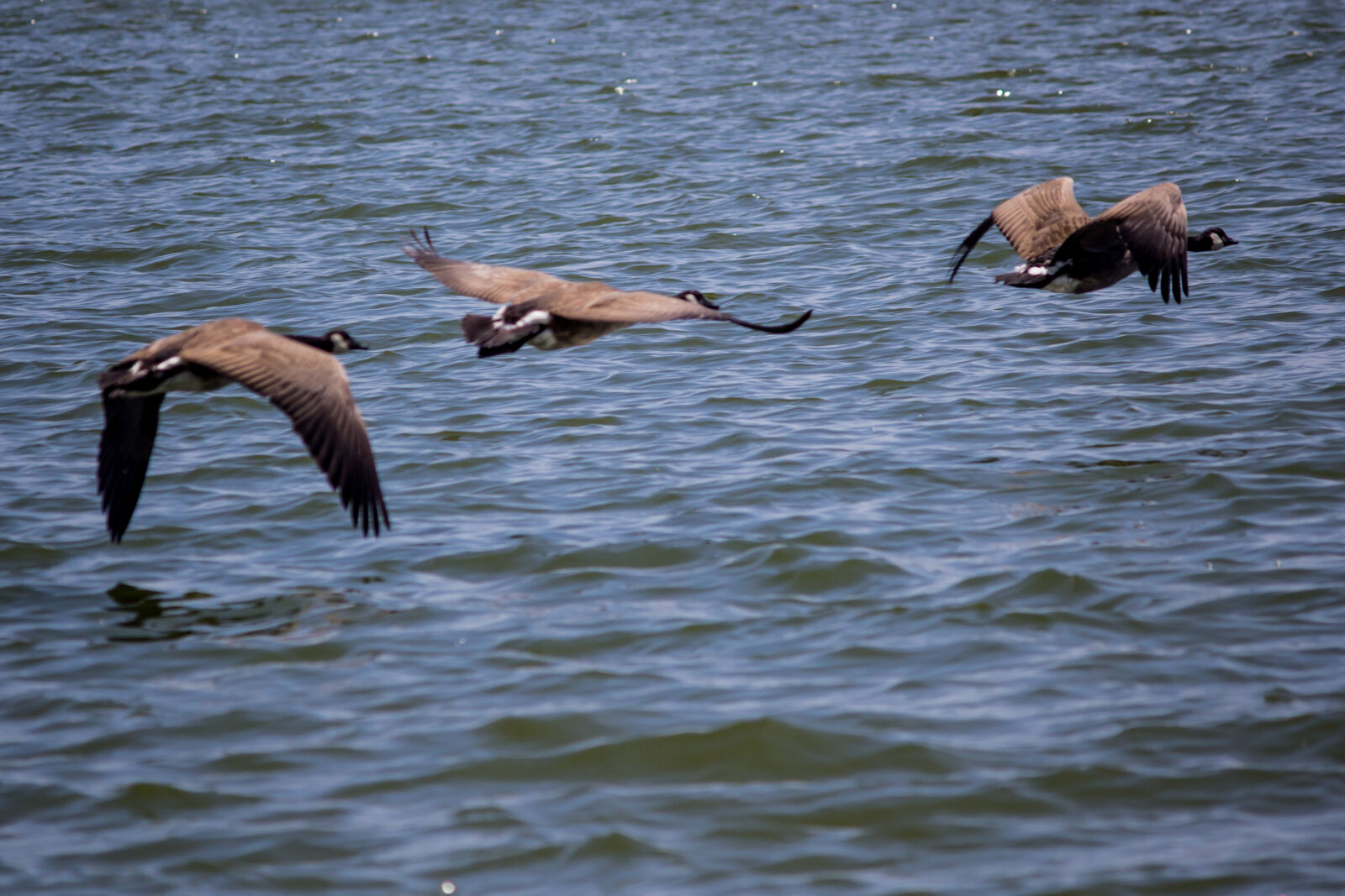 Canon EOS 600D (Rebel EOS T3i / EOS Kiss X5) sample photo. Flying, geese photography