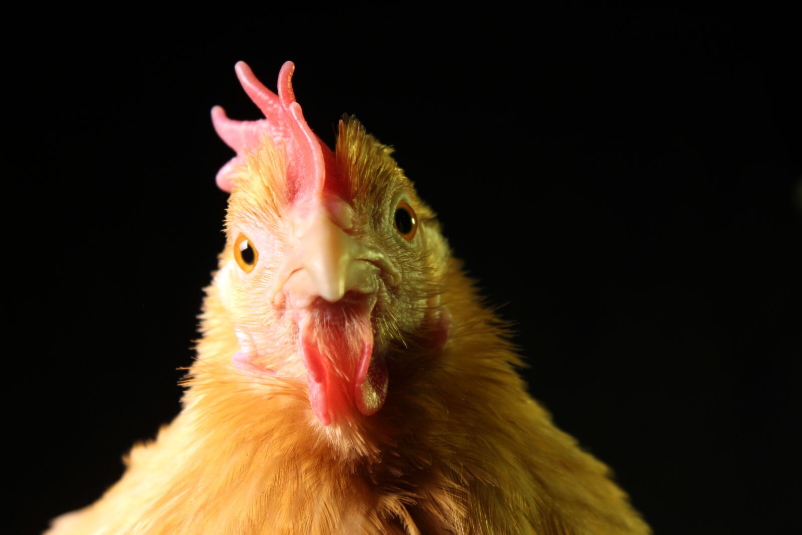 Canon EOS 700D (EOS Rebel T5i / EOS Kiss X7i) sample photo. Chicken, hen, poultry photography