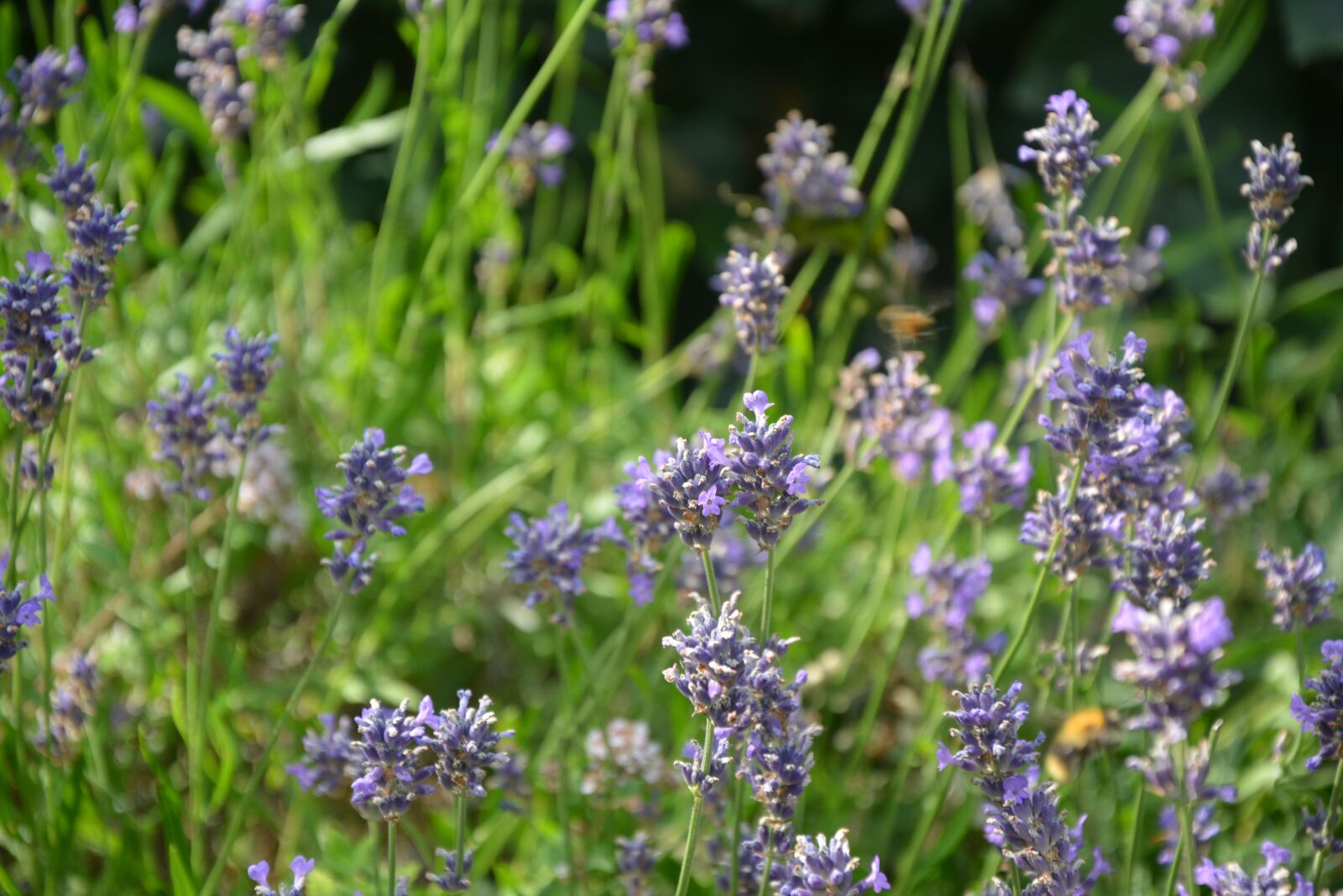Nikon D5200 sample photo. Lavender, lavender blossom, flowers photography