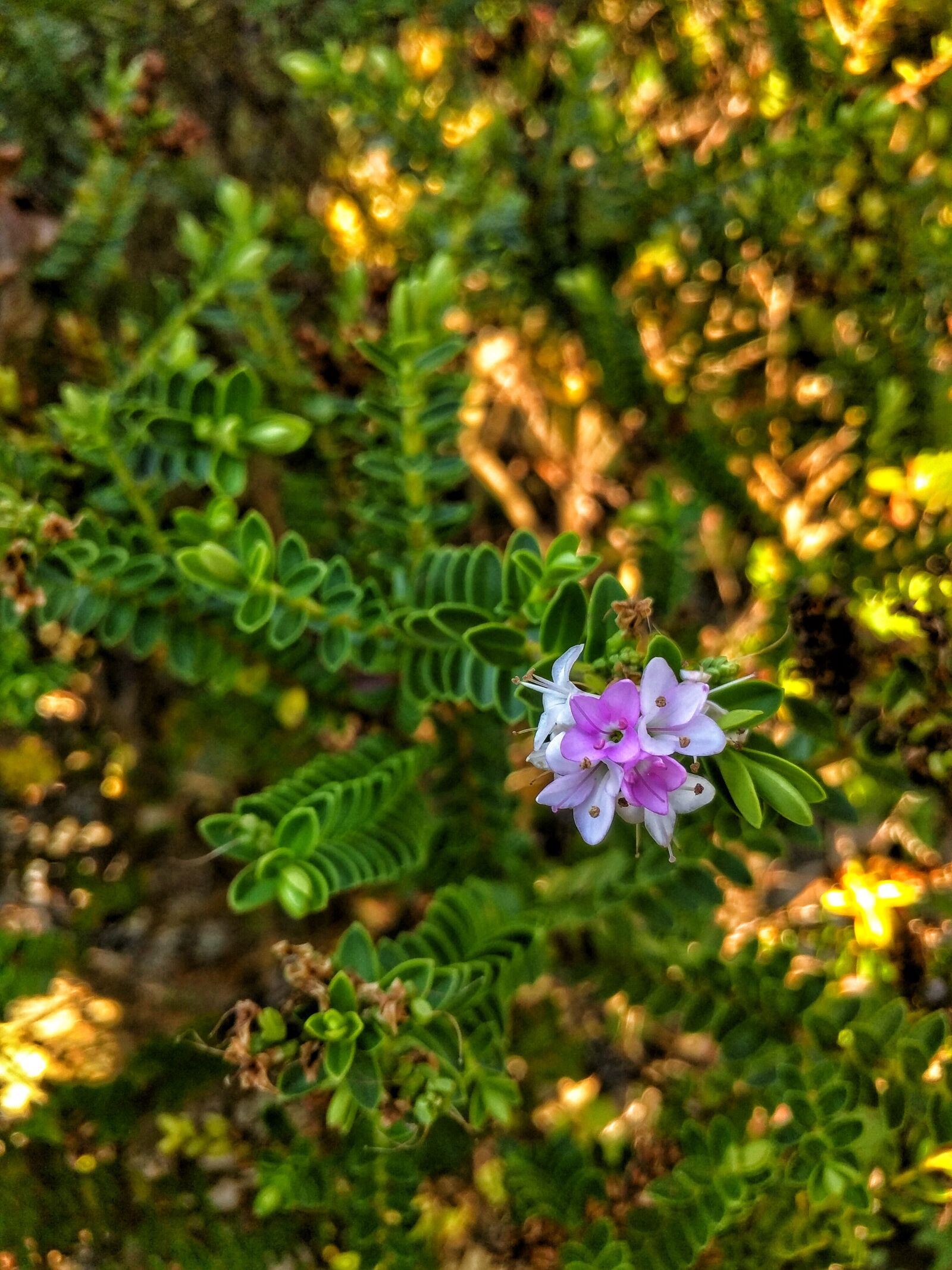 Motorola Nexus 6 sample photo. Flower, plant, garden photography