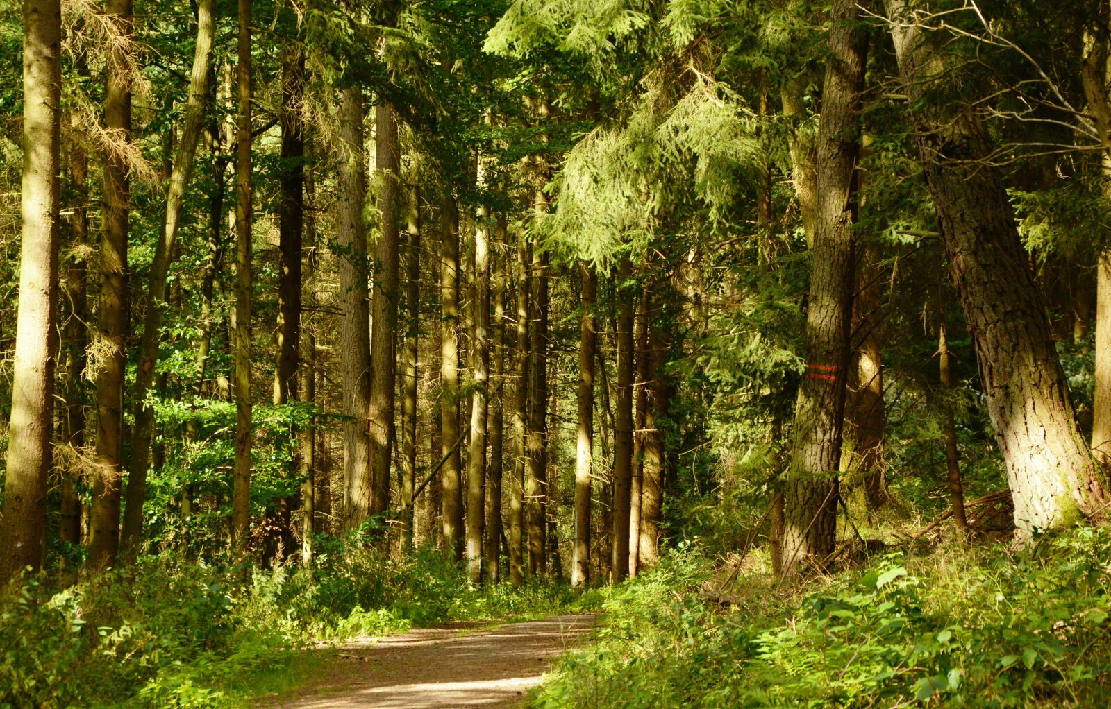 Nikon D5200 sample photo. Forest, forest path, trees photography