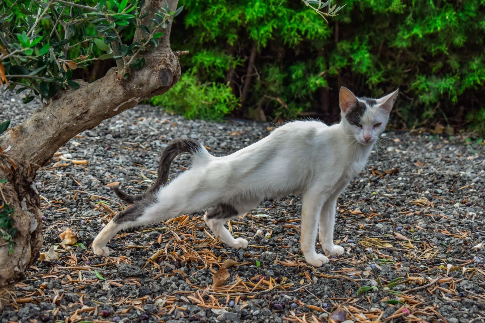 Nikon D3300 sample photo. Cat, stretching, mean photography
