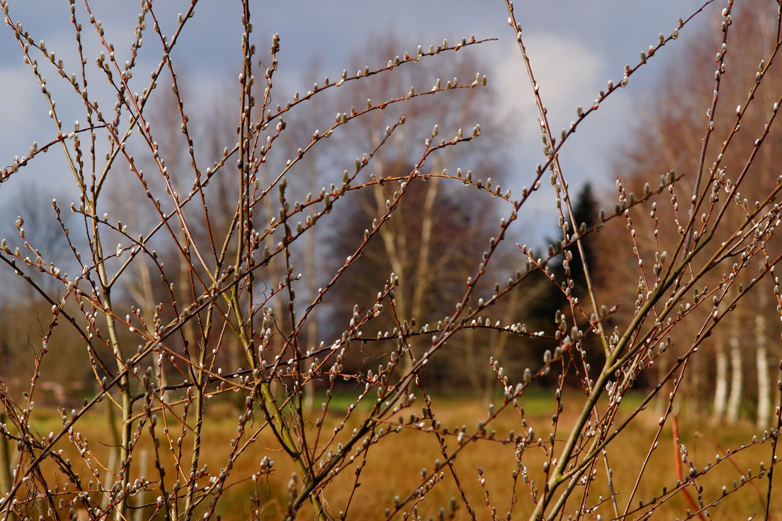 Sony SLT-A58 + Minolta AF 80-200mm F2.8 HS-APO G sample photo. Spring, willow catkin, pasture photography