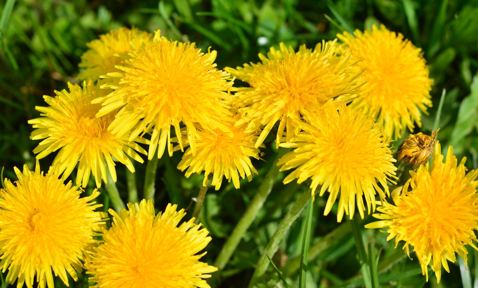 Nikon D5200 sample photo. Dandelion, nature, grass photography