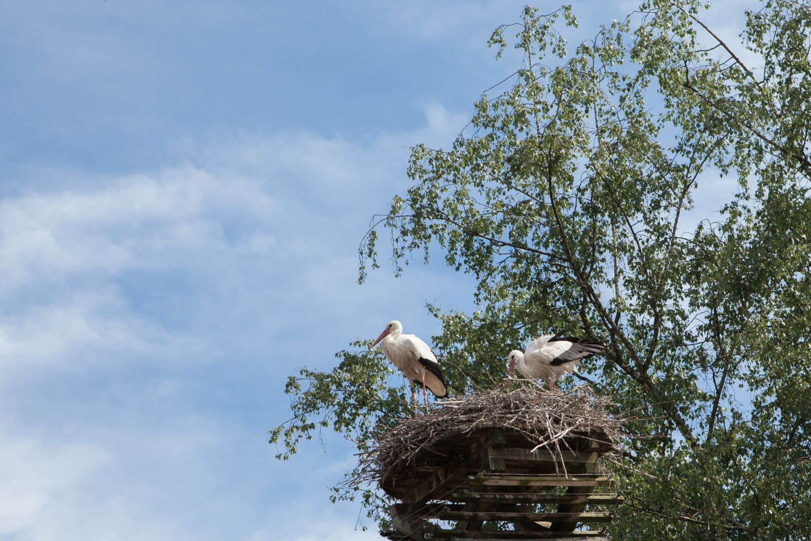 Canon EOS 5D Mark II sample photo. Nest, stork, bird photography