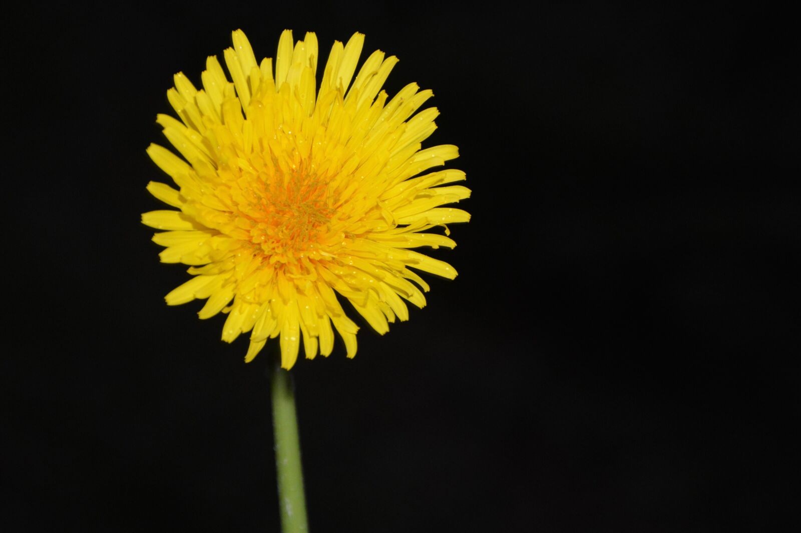 Nikon D5200 sample photo. Yellow flower, flower dandelion photography