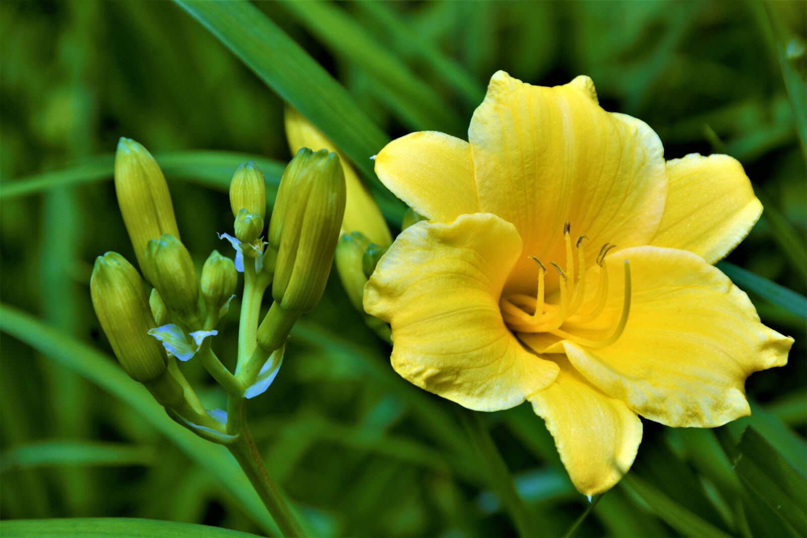 Nikon D7100 sample photo. Flower, lilly flower, yellow photography