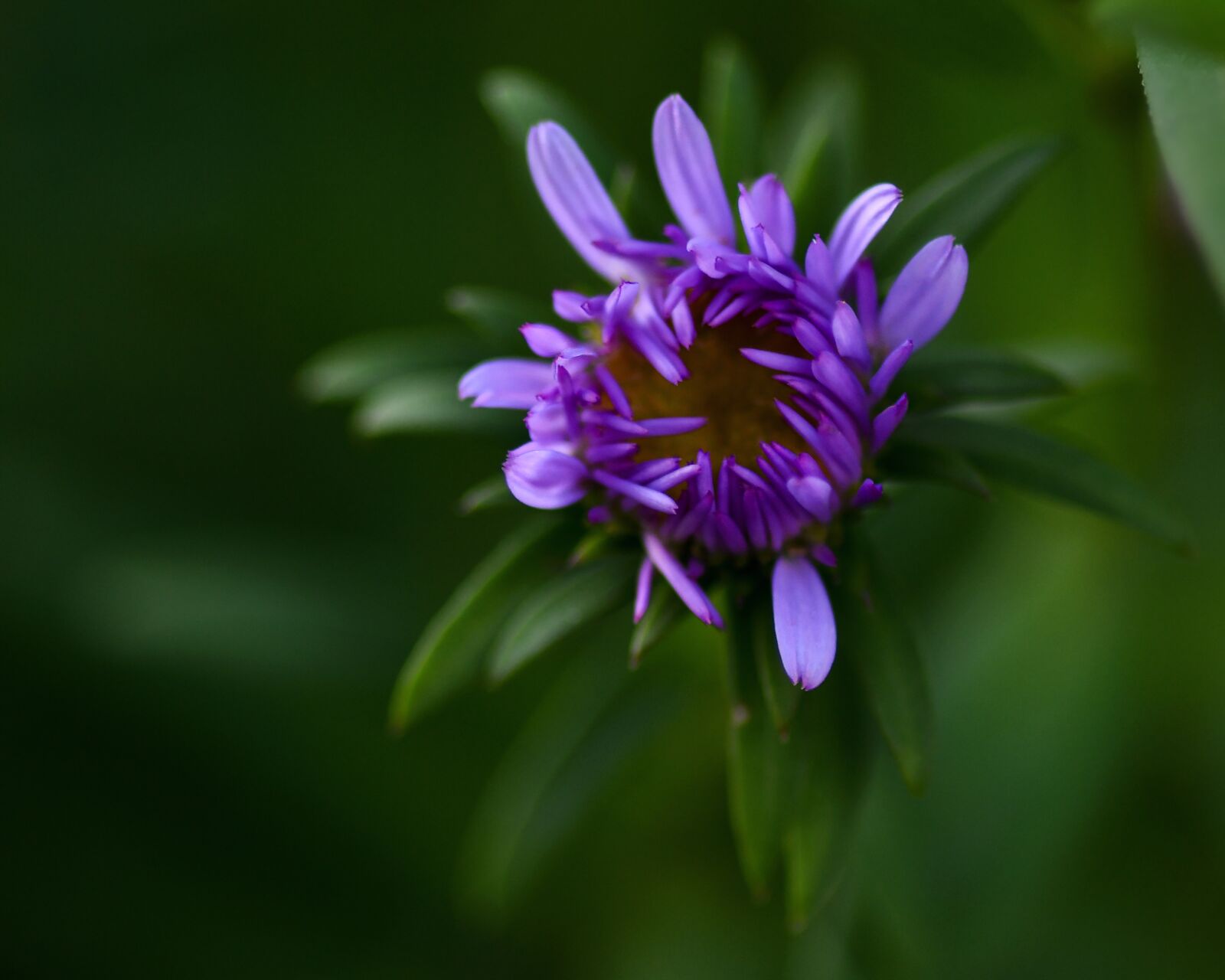 Tokina AT-X Pro 100mm F2.8 Macro sample photo. Flower, aster des alpes photography
