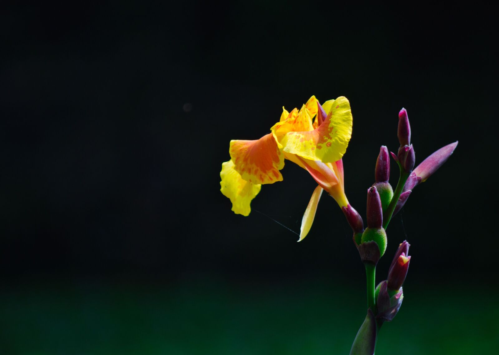 Nikon D3200 sample photo. Costa rica, plant, flower photography