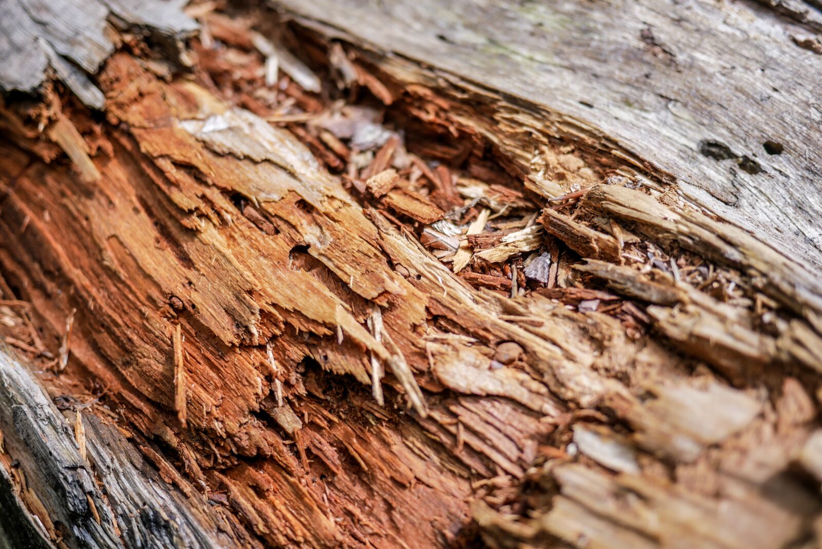 LUMIX G 20/F1.7 II sample photo. Touchwood, tree, old photography