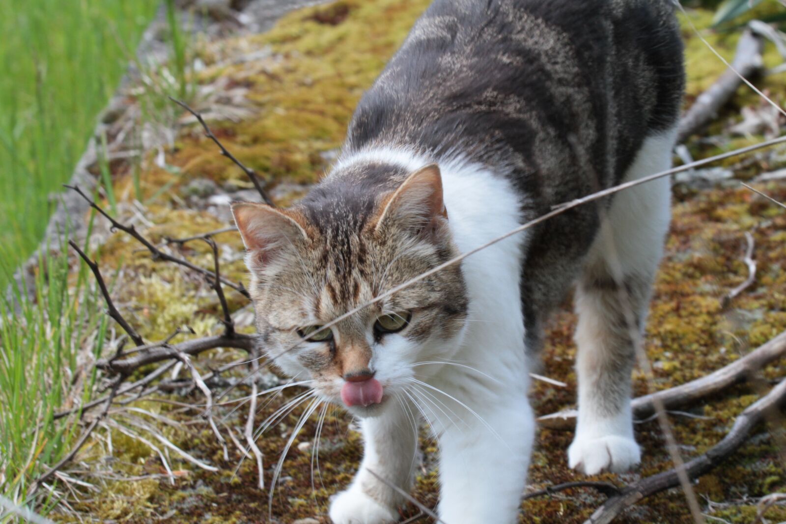Canon EOS 7D sample photo. Cat, garden, tongue photography