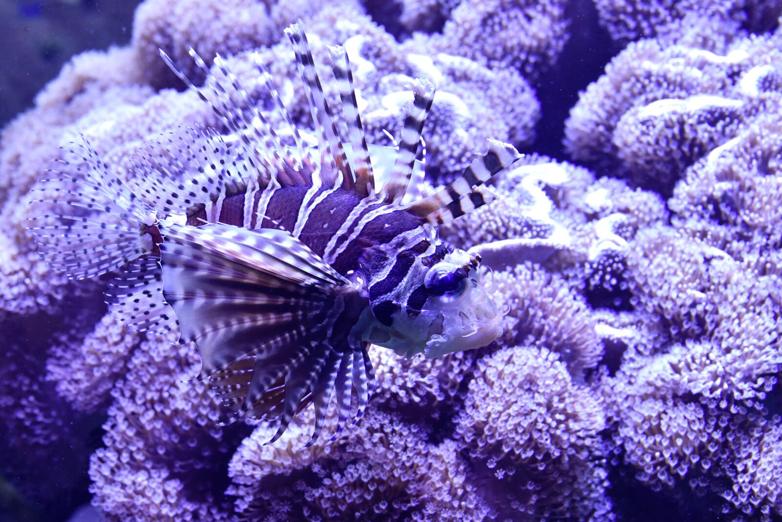 Nikon D750 sample photo. Lion fish, camouflage, fish photography