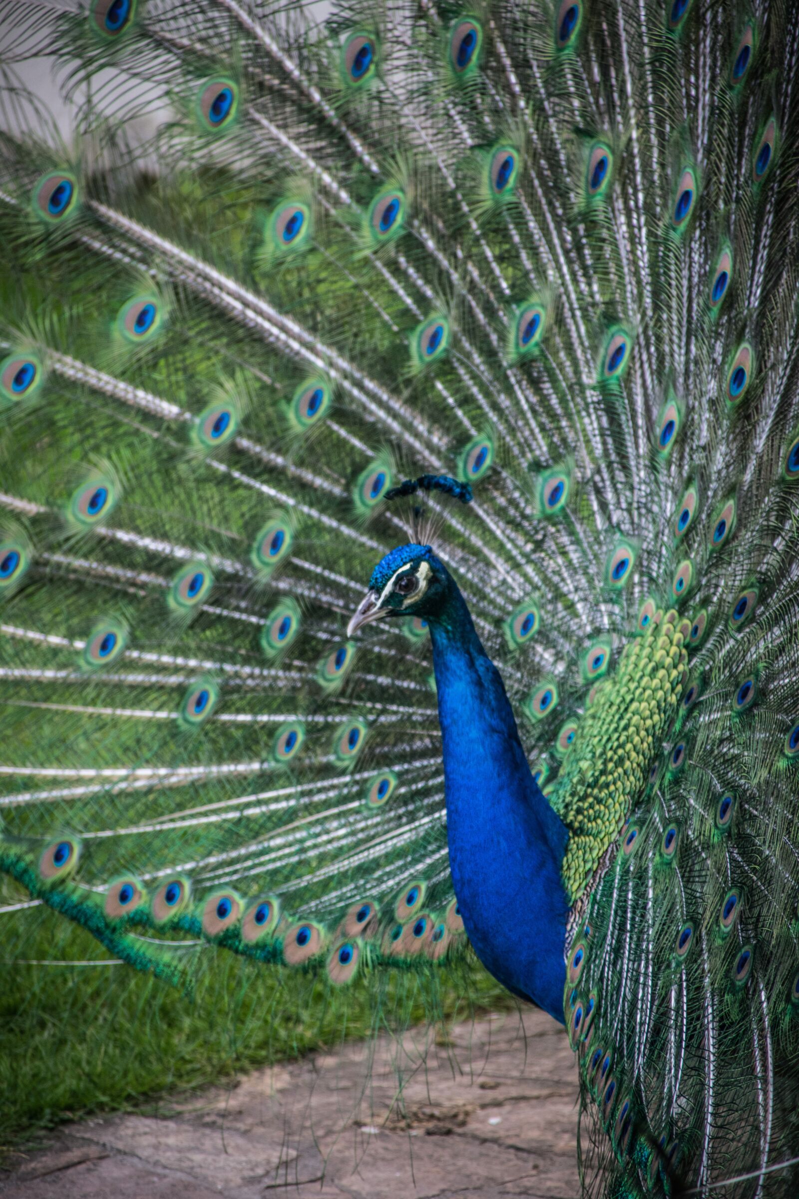 Nikon D5300 sample photo. Peacock, beauty, bird photography
