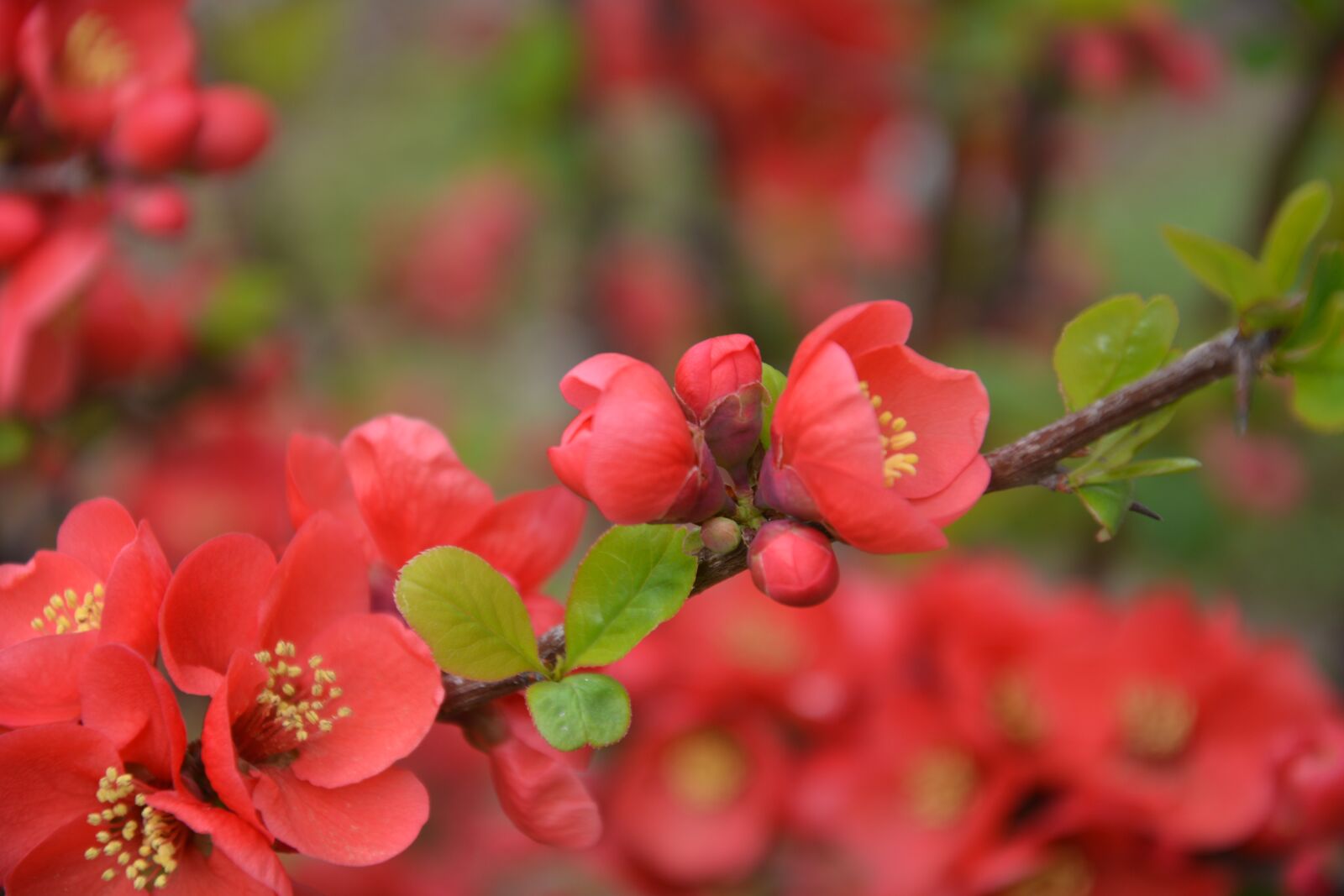 Nikon D7100 sample photo. Campus, flower, spring photography