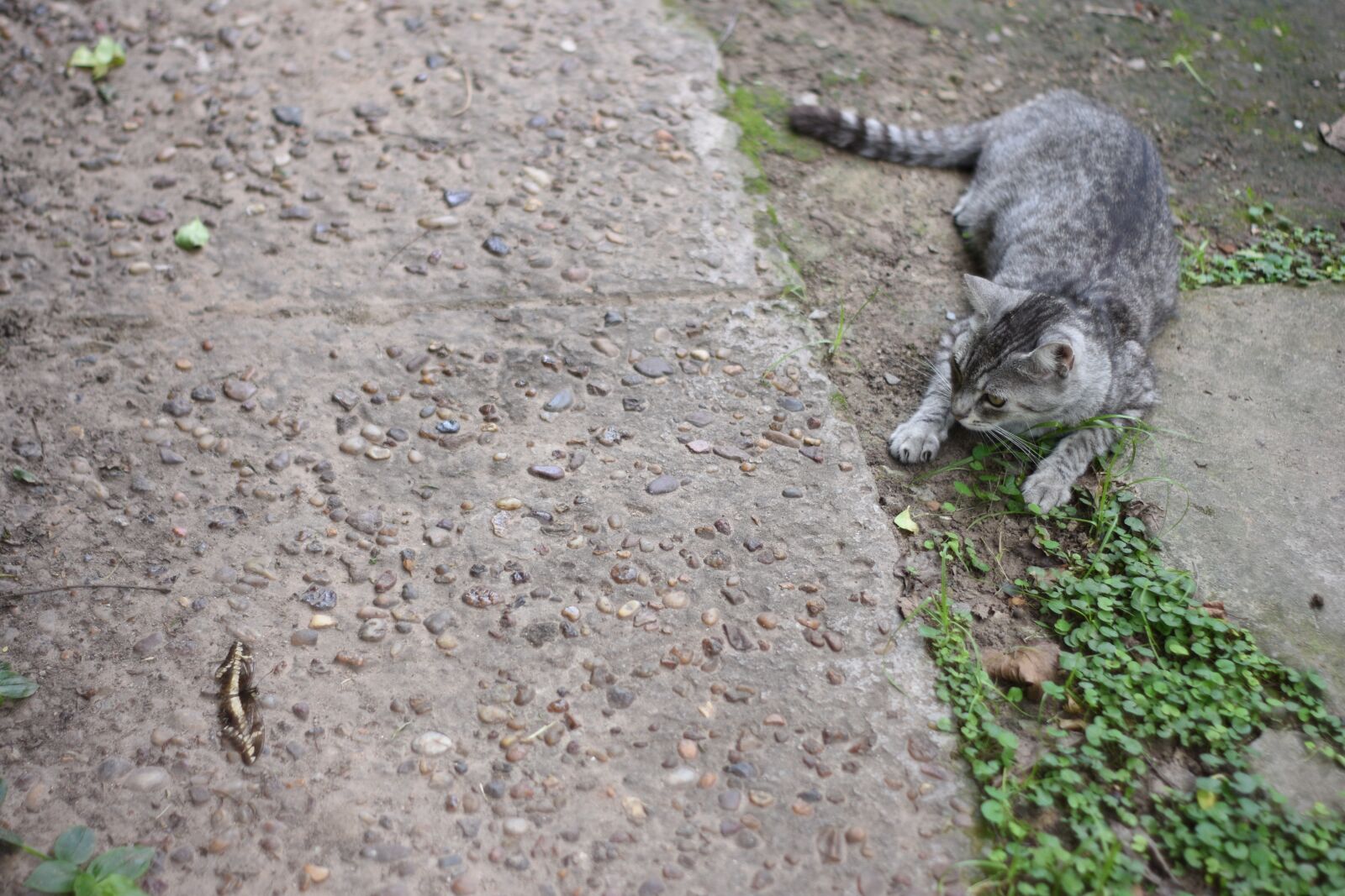 Nikon D3400 sample photo. Cat, butterfly, park photography