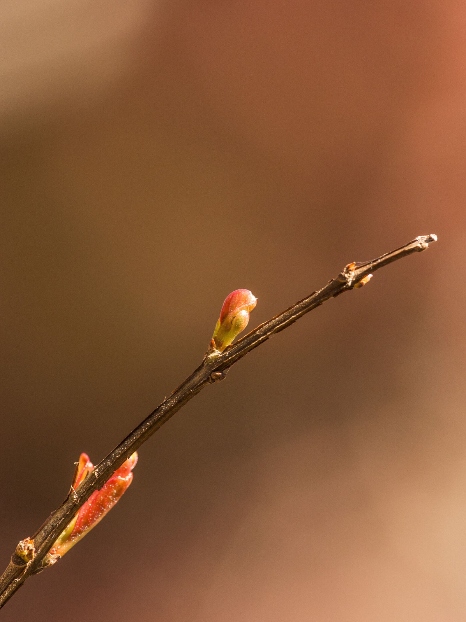 Canon EF 180mm F3.5L Macro USM sample photo. Sprout, pomegranate, food photography