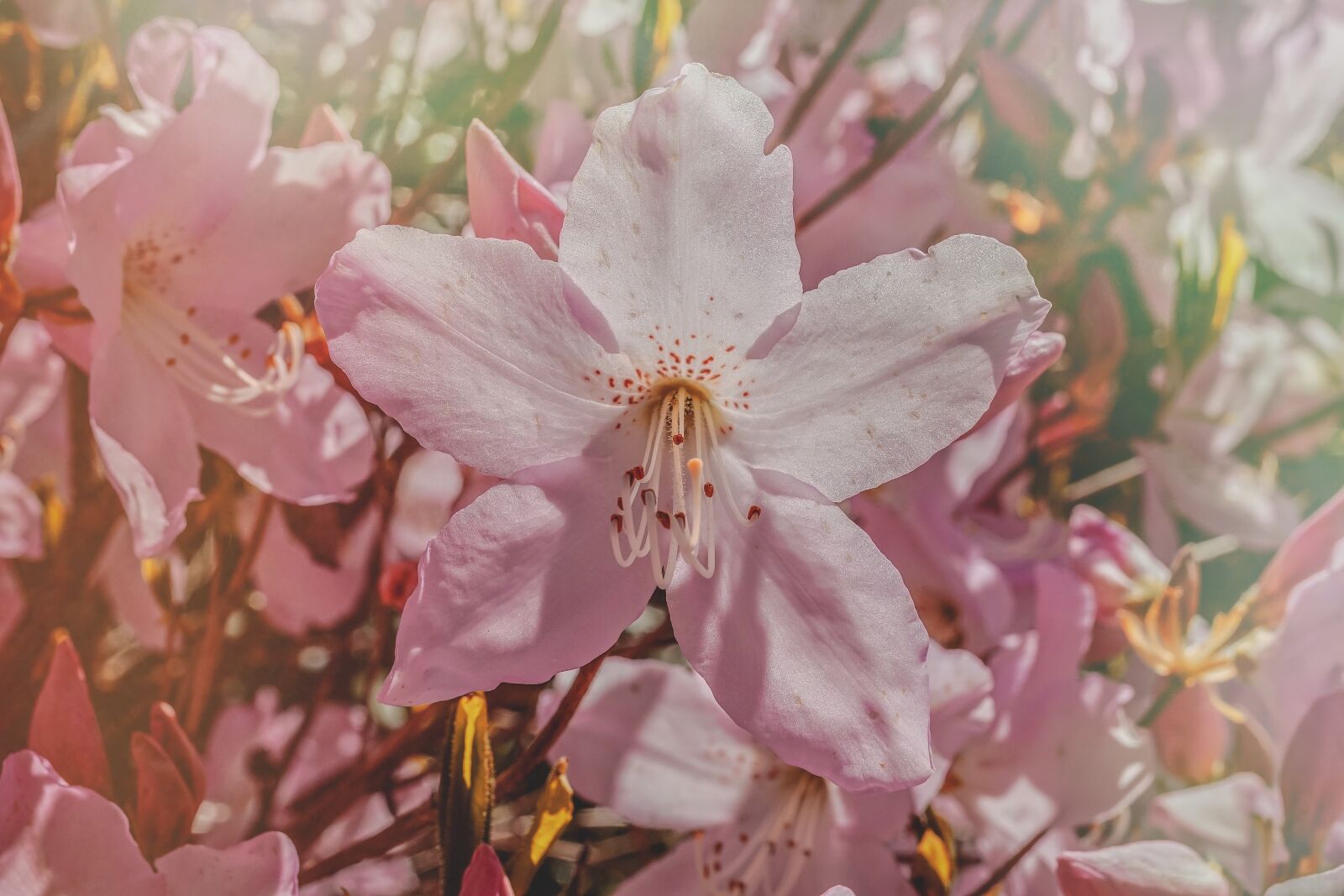 35mm F1.4 sample photo. Rhododendron, blossom, bloom photography