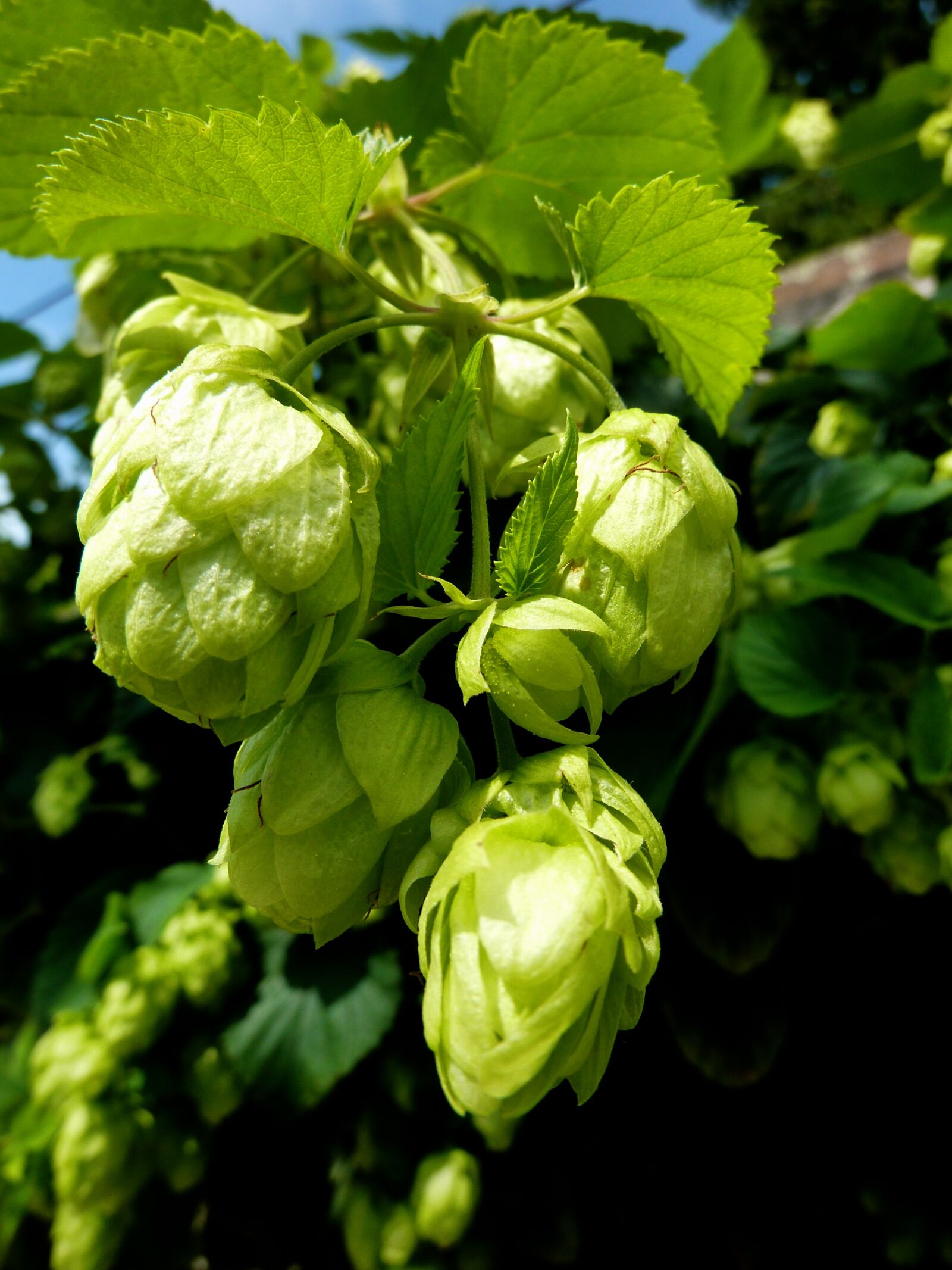 Panasonic DMC-TZ7 sample photo. Hops, beer, green photography
