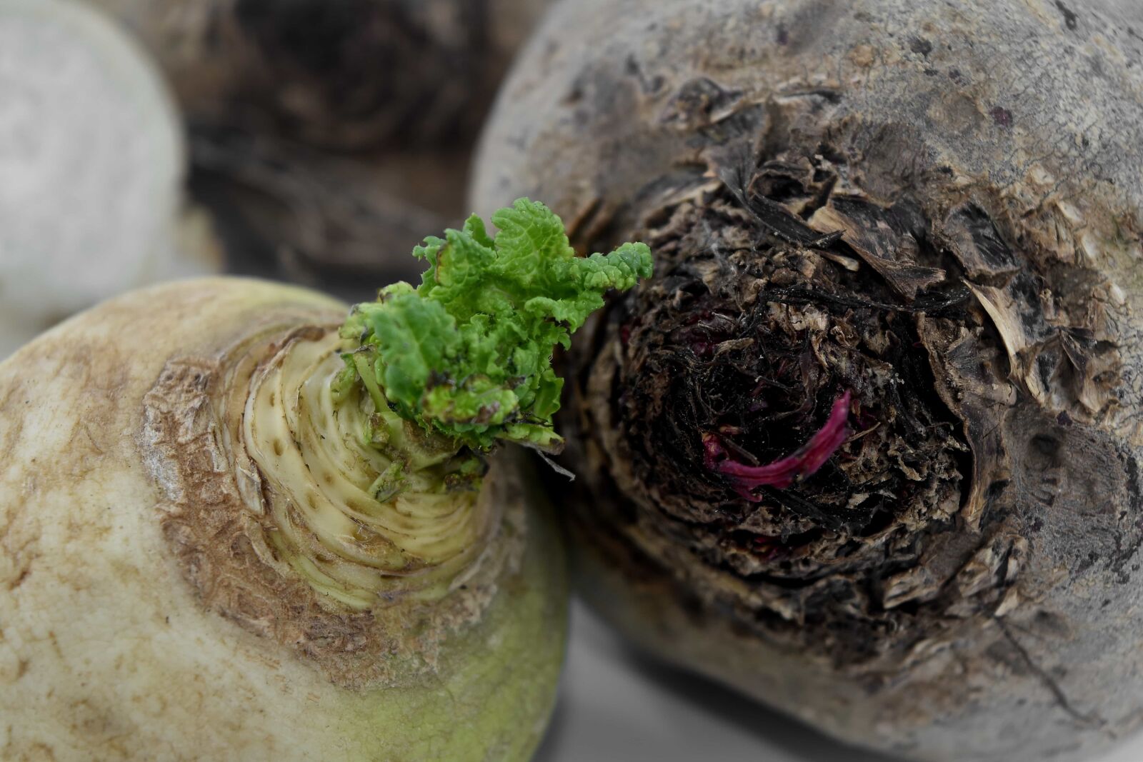 Nikon D5500 sample photo. Details, green leaves, radish photography