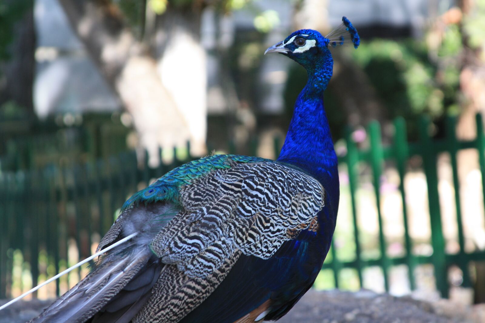 Canon EOS 1000D (EOS Digital Rebel XS / EOS Kiss F) sample photo. Peacock, animals, nature photography