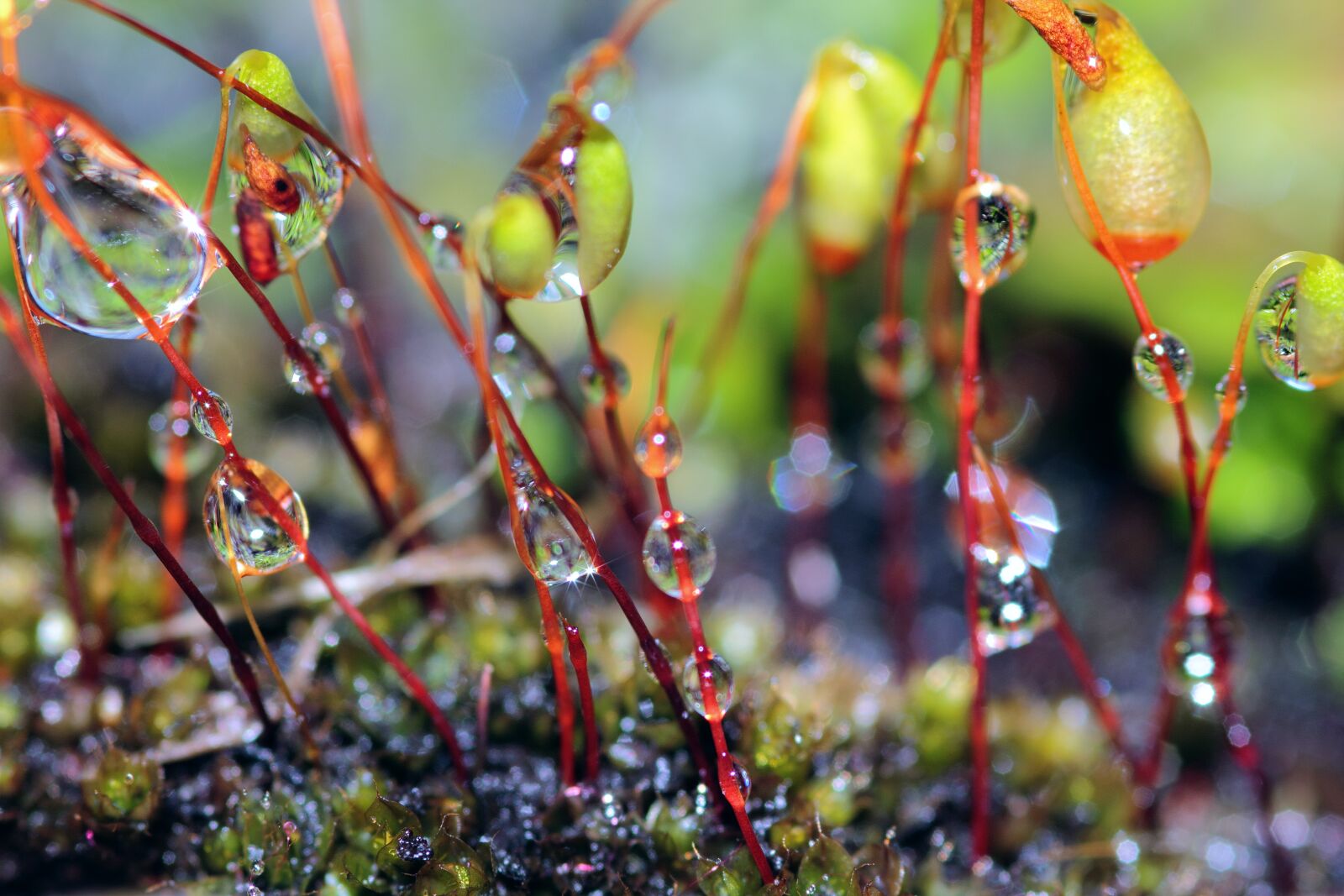 Canon EOS 550D (EOS Rebel T2i / EOS Kiss X4) sample photo. Dew, dewdrop, dewdrops, drop photography