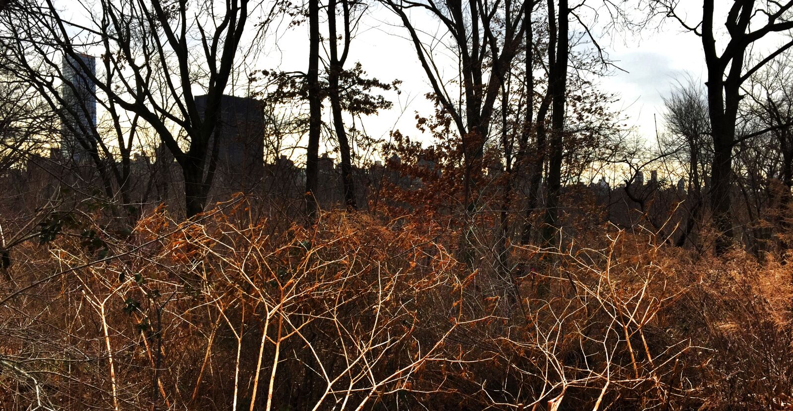 iPhone 6 back camera 4.15mm f/2.2 sample photo. Central, park photography