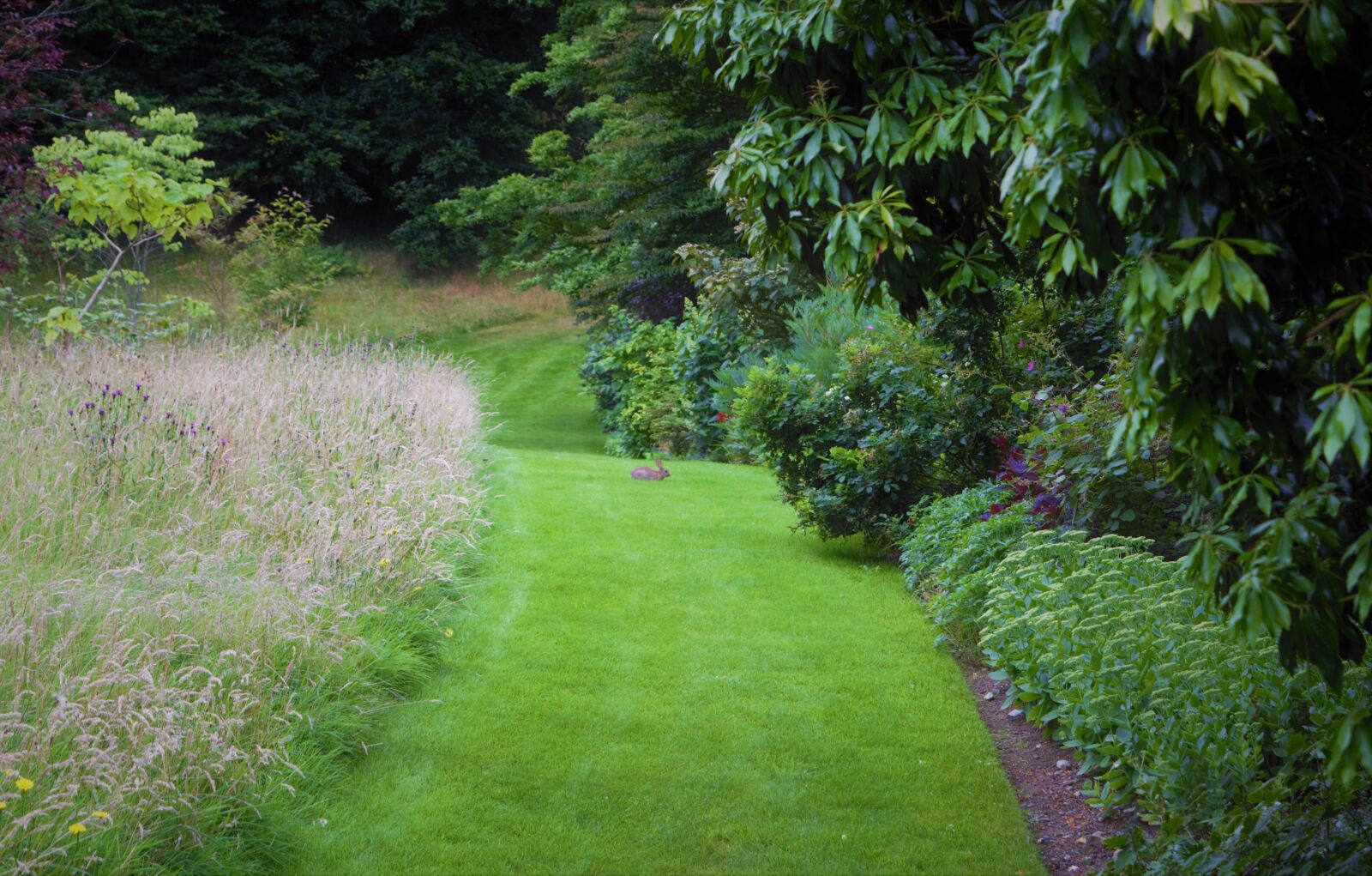 Nikon D3300 sample photo. Rabbit, green path, path photography