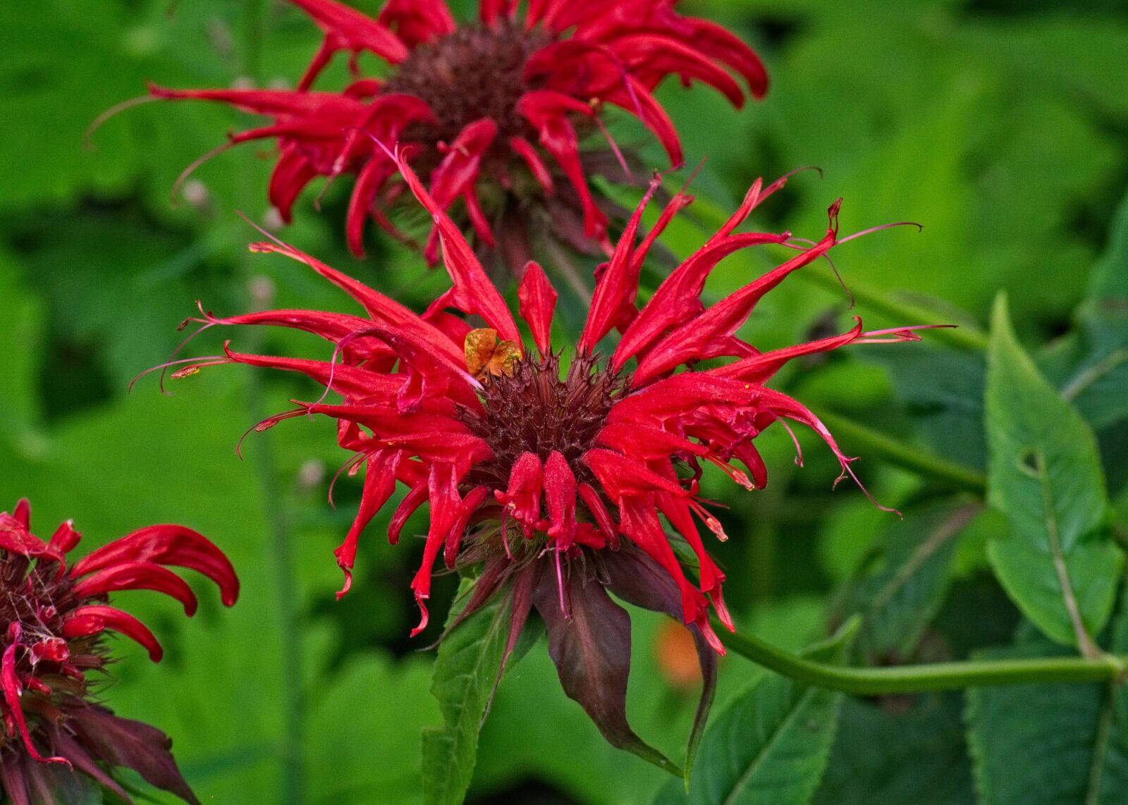 Nikon D7100 sample photo. Gold balm, monarda didyma photography