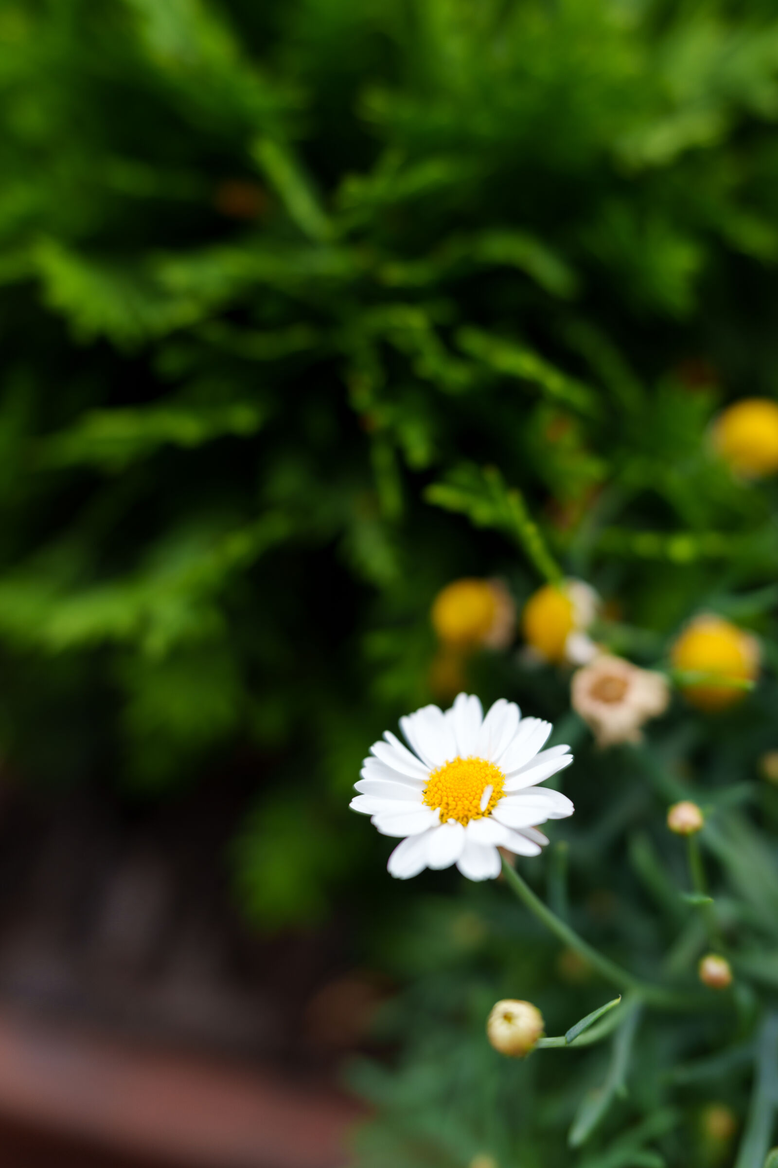 Sony a7R V sample photo. Flower bokeh photography