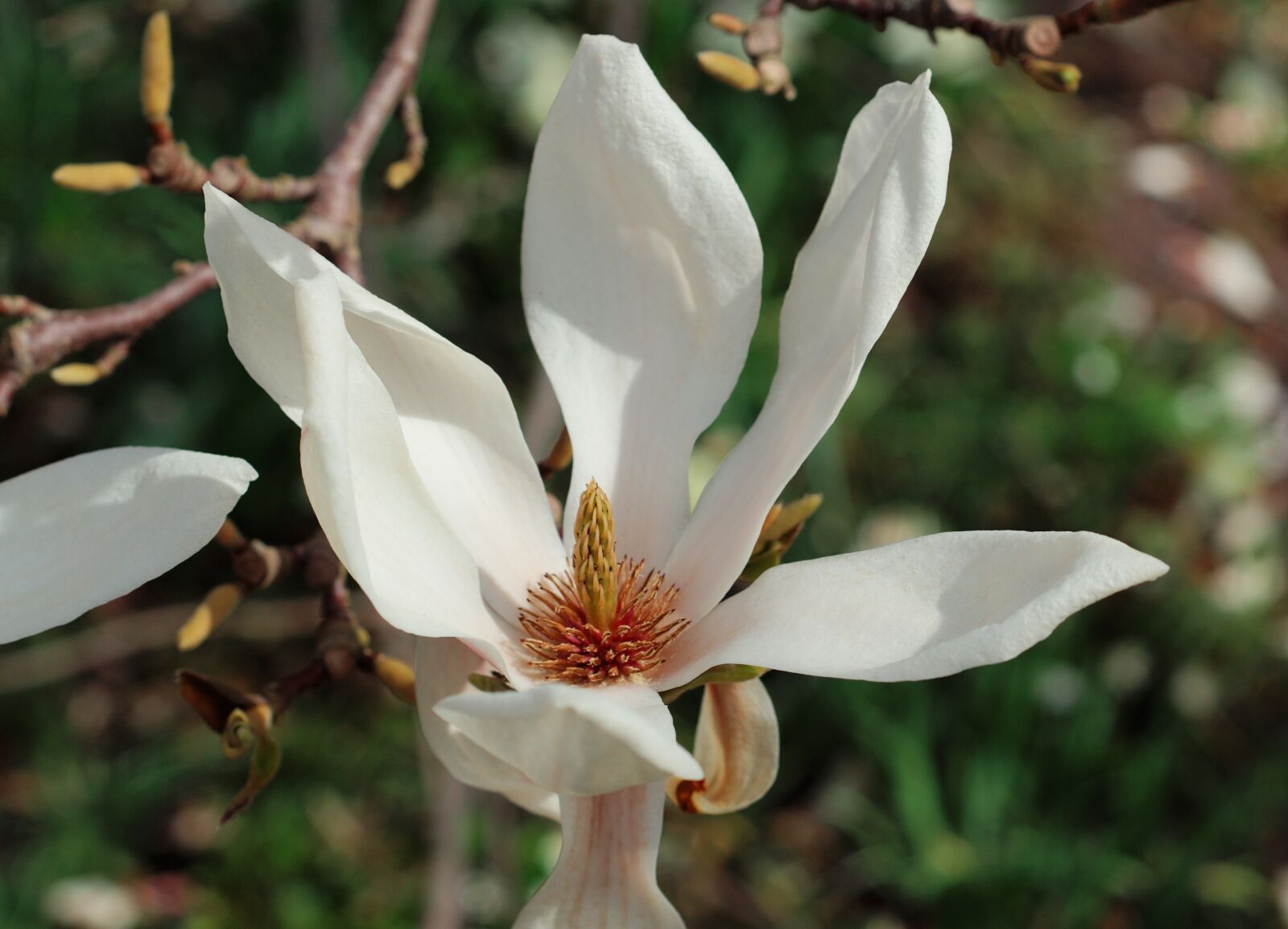 MACRO 50mm F2.8 sample photo. Magnolia blossom, garden, spring photography