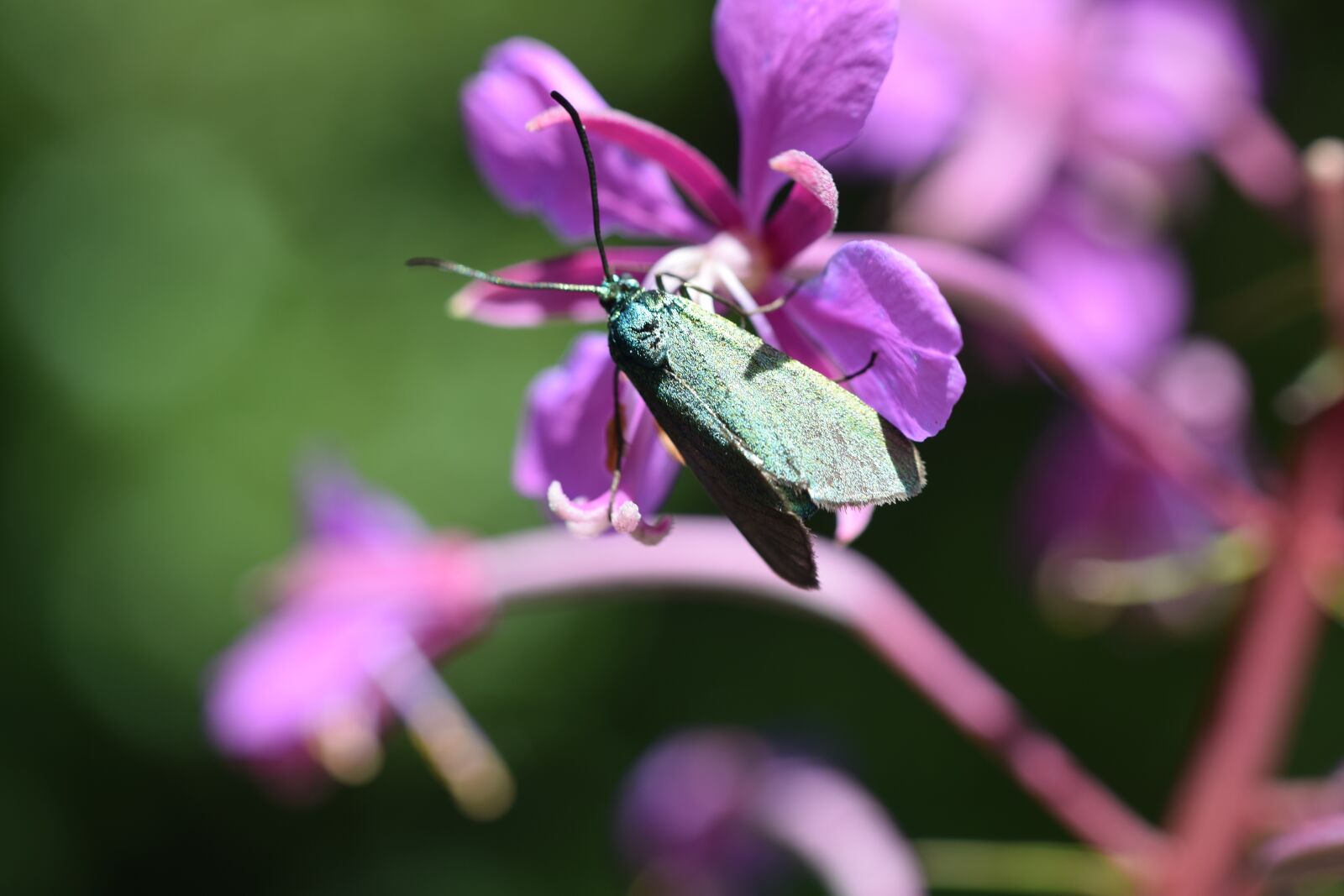 Nikon D5300 sample photo. Butterfly, blossom, bloom photography