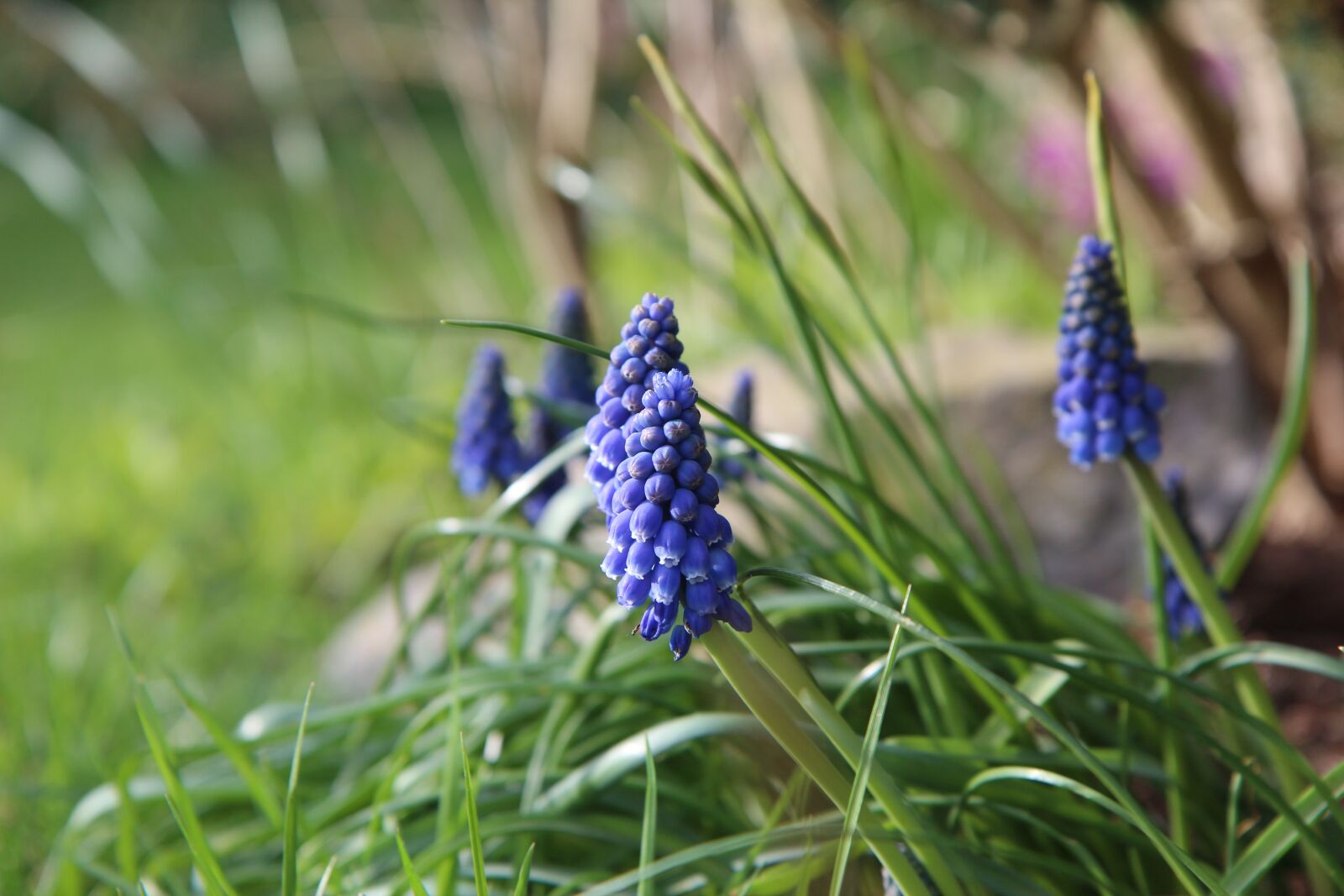 Canon EOS 600D (Rebel EOS T3i / EOS Kiss X5) sample photo. Muscari, blue flower, spring photography