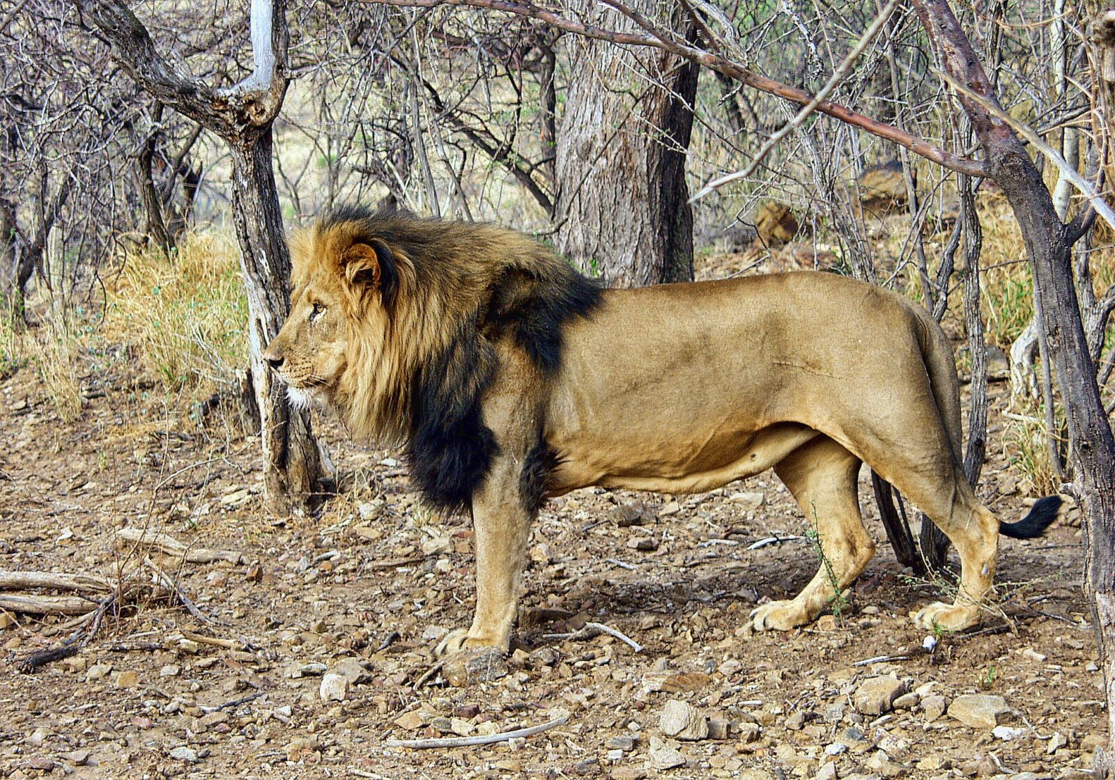 Olympus E-10 sample photo. Lion, male, namibia photography