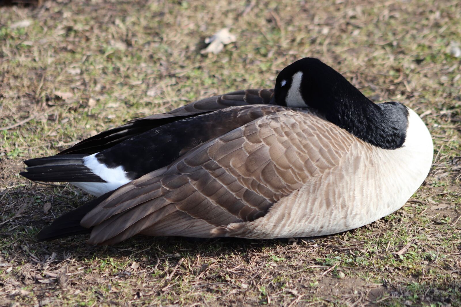 Canon EOS 800D (EOS Rebel T7i / EOS Kiss X9i) sample photo. Goose, water bird, wild photography