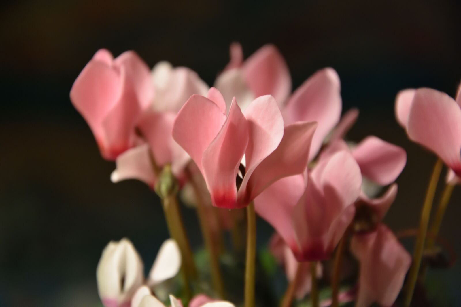 Nikon D3400 sample photo. Cyclamen, flower, plant photography