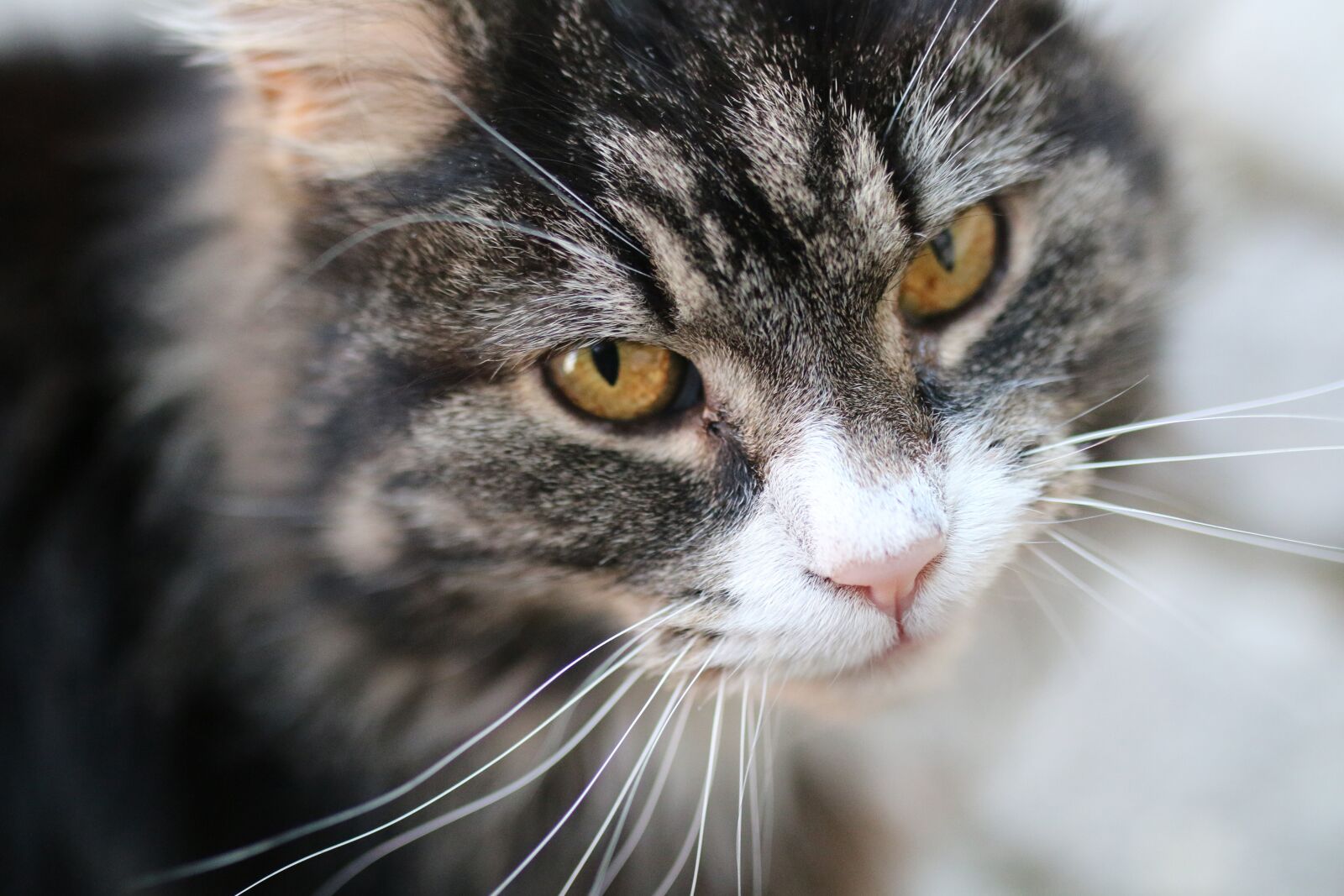 Canon EOS 70D sample photo. Fur, animal, cat photography