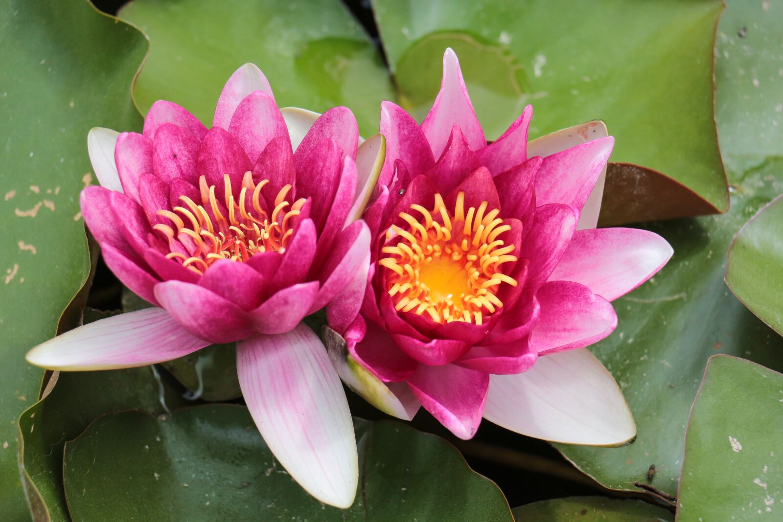 Canon EOS 700D (EOS Rebel T5i / EOS Kiss X7i) sample photo. Water lilies, water, water photography