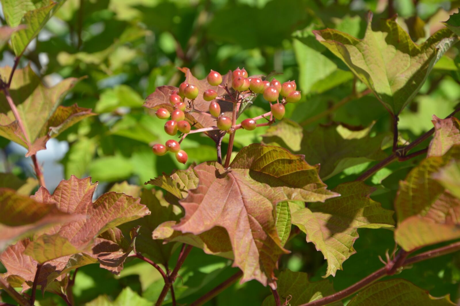 Nikon D5200 sample photo. Shrub, foliage, fruit photography