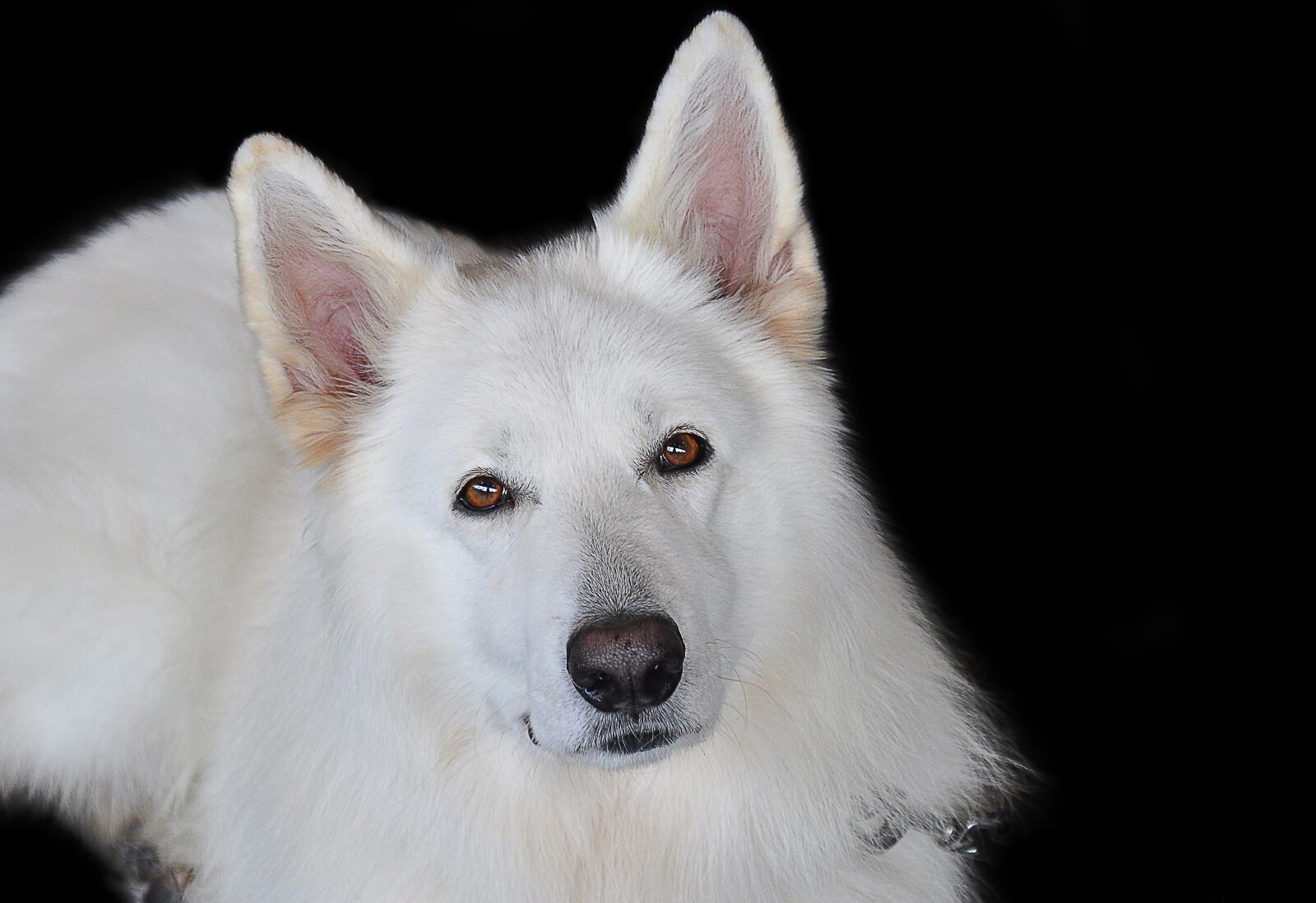 Nikon D90 sample photo. Sch fer dog, white photography