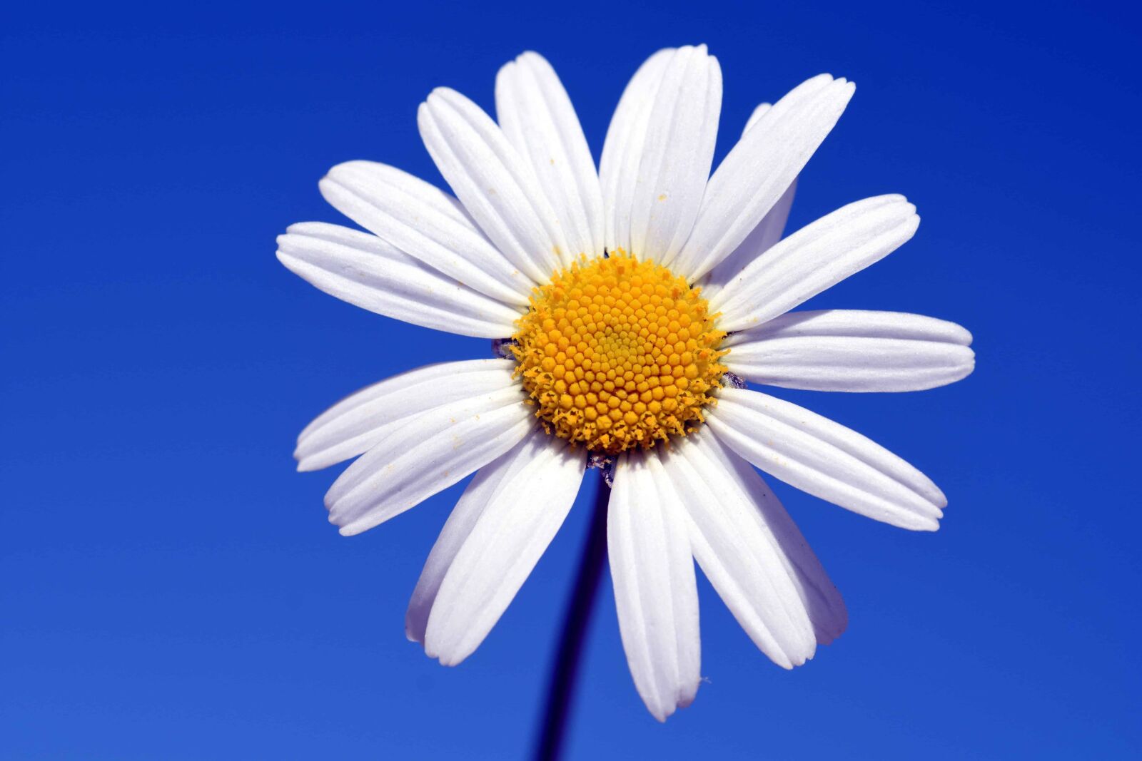 Nikon D3300 sample photo. Blue sky, nature, white photography