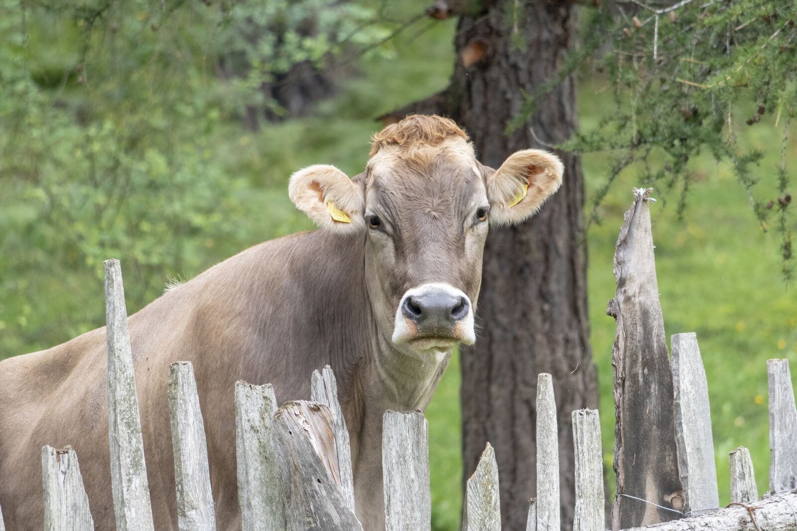 Nikon D7500 sample photo. Tyrol grey, cow, cattle photography