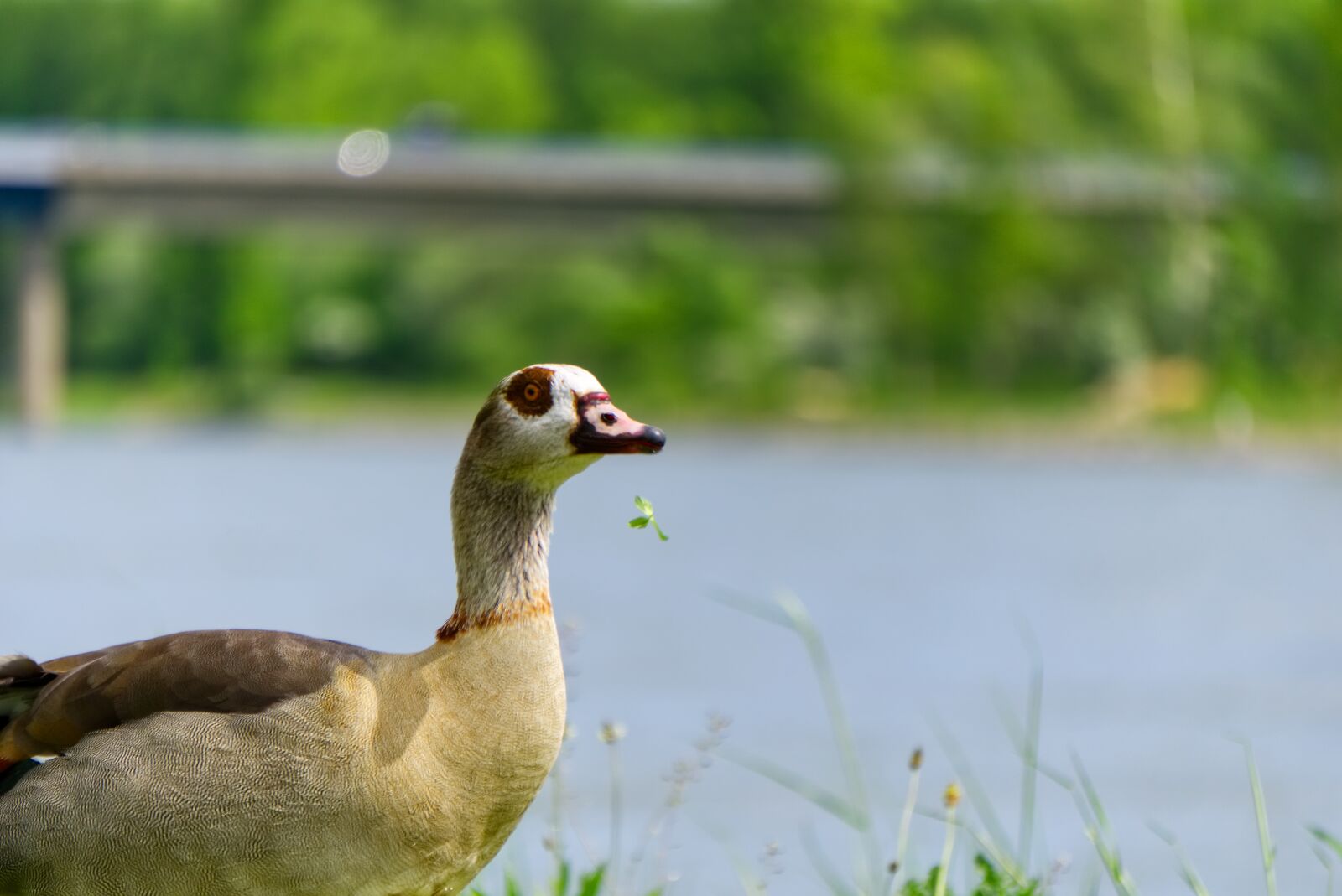 Sony a6000 sample photo. Nilgans, duck, animal photography