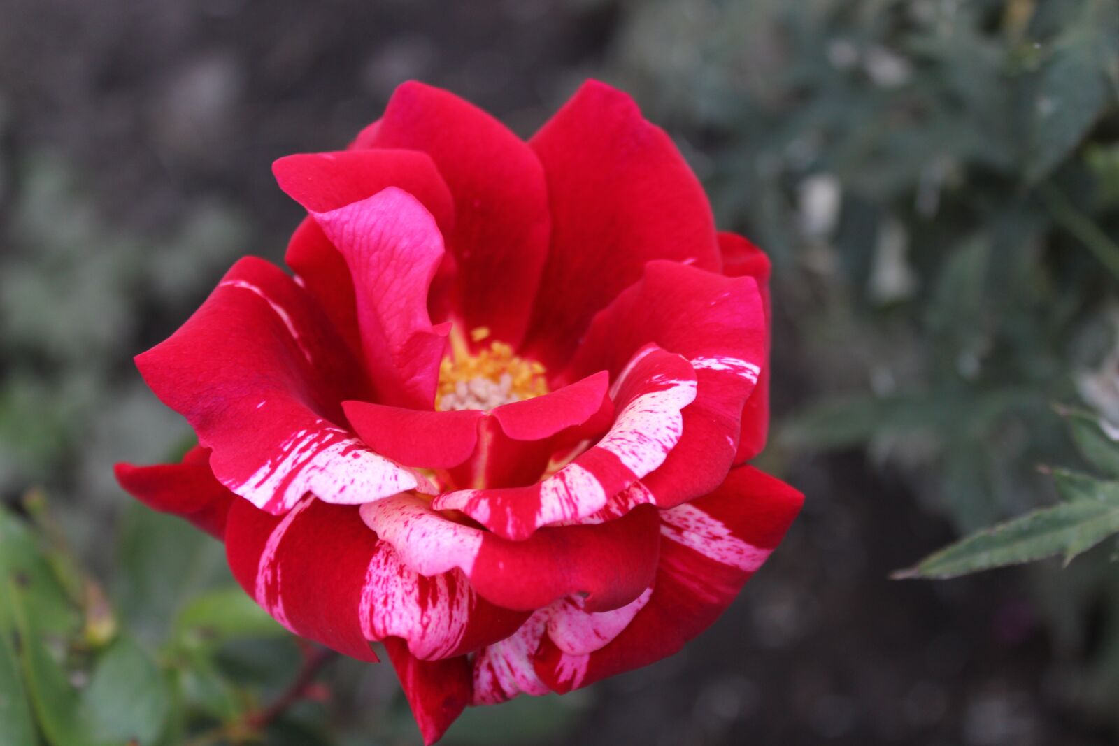 Canon EOS 600D (Rebel EOS T3i / EOS Kiss X5) sample photo. Rose, papageno, floribunda photography