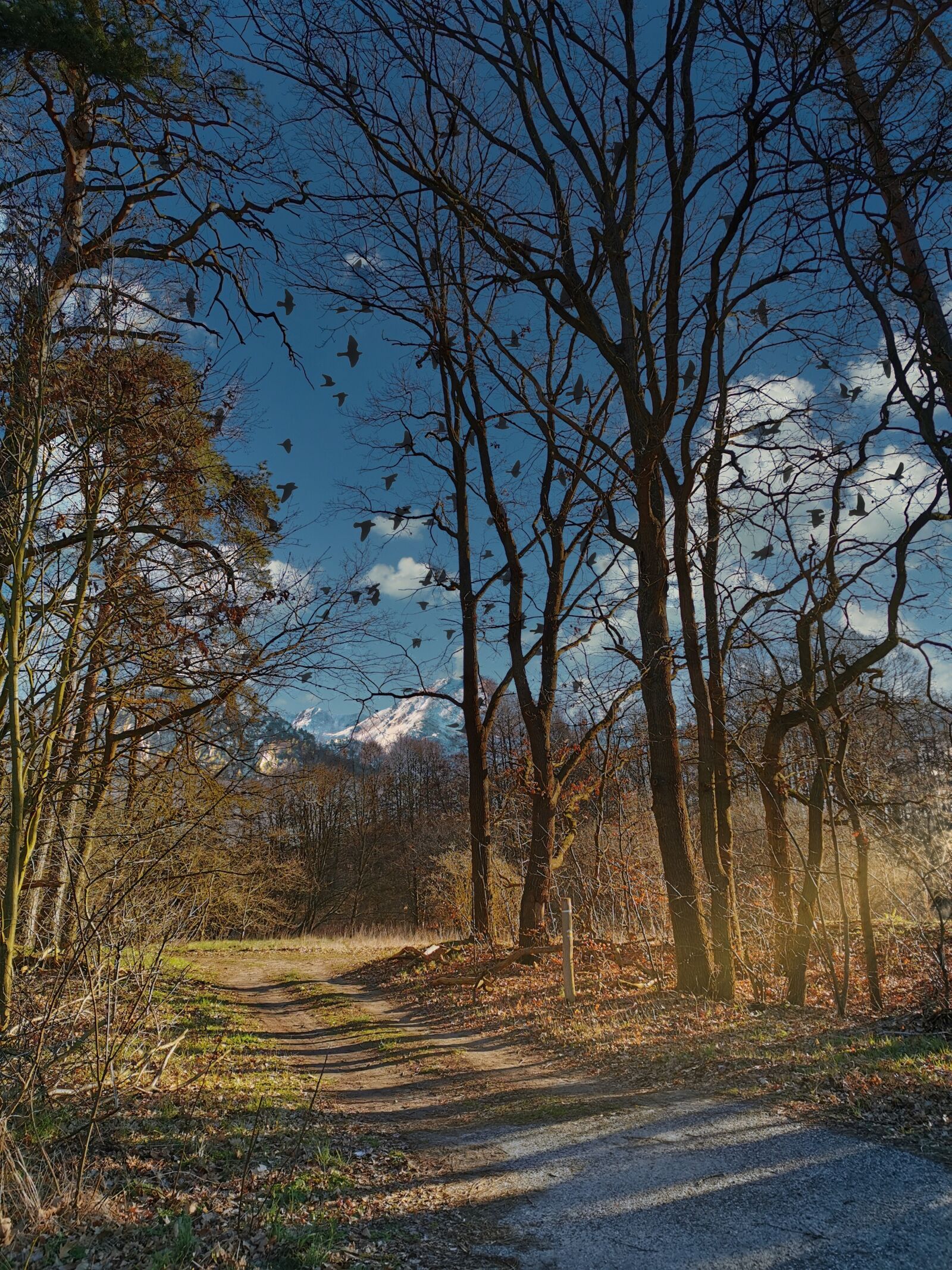 HUAWEI P30 Pro sample photo. Forest path, trees, crow photography