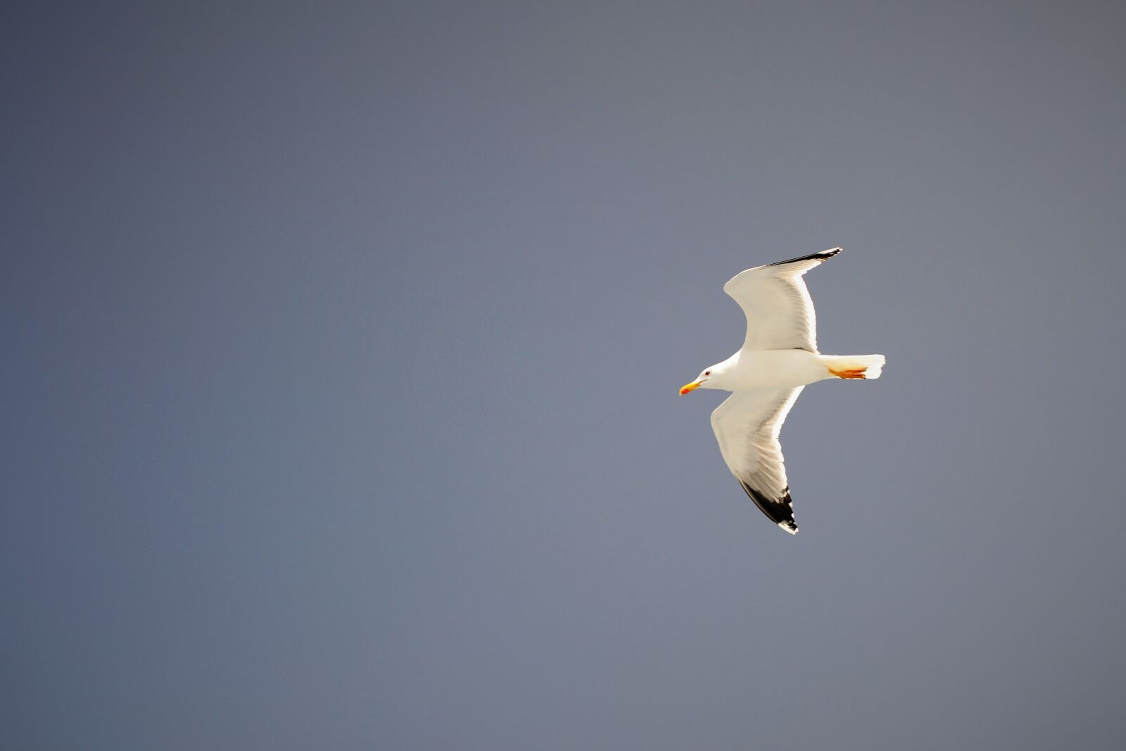 Nikon D3100 sample photo. Seagull, summer, nature photography