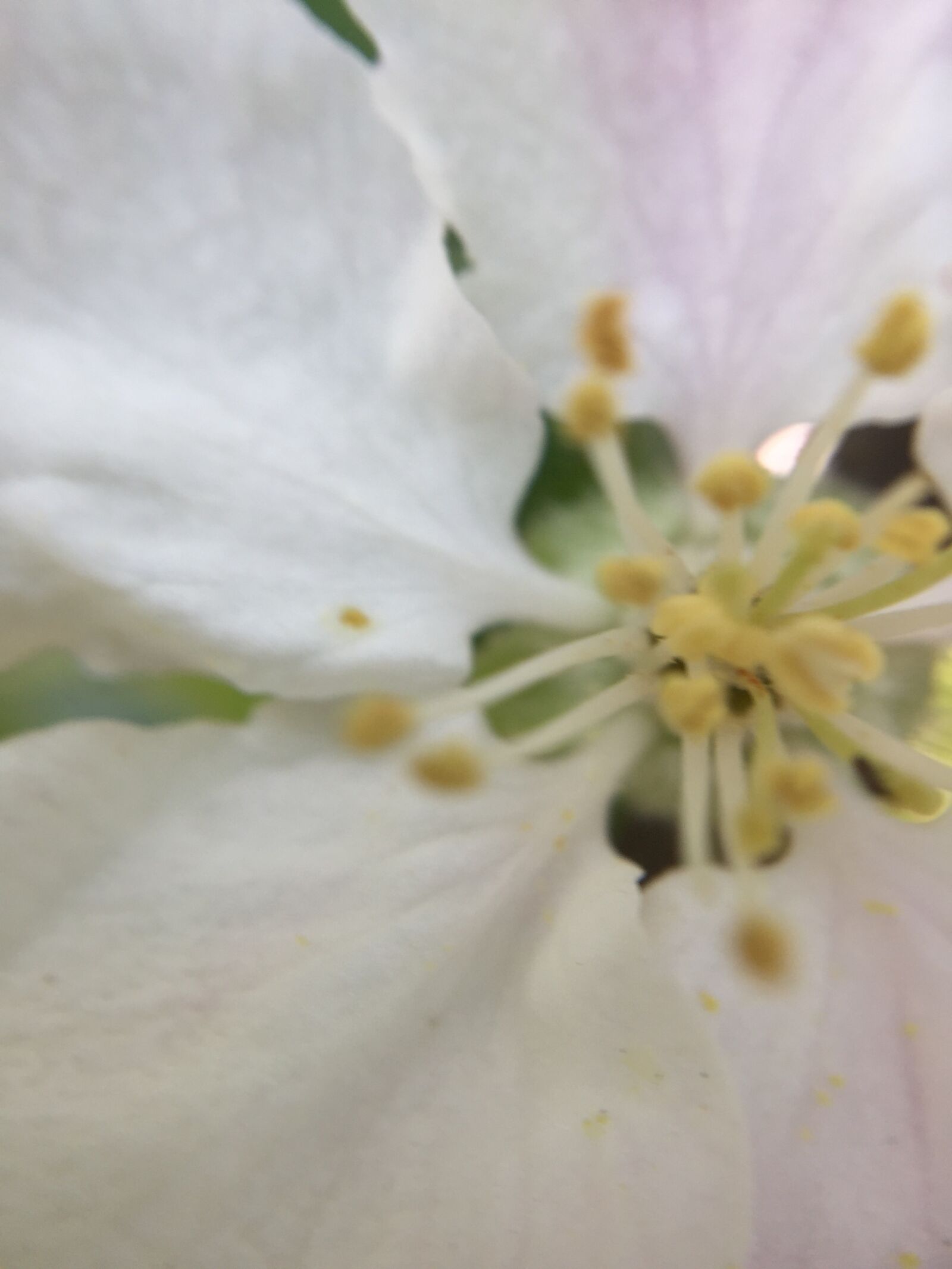 iPhone 6 Plus back camera 4.15mm f/2.2 sample photo. Flower, white, petal photography