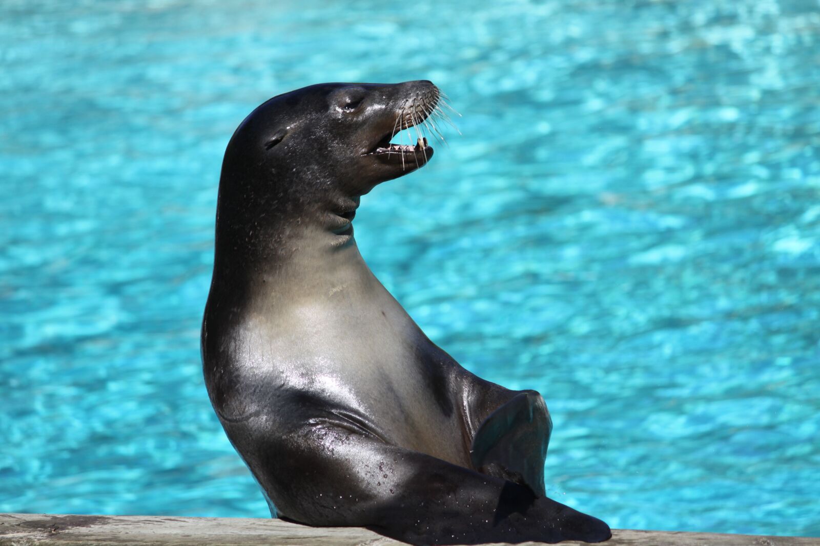 Canon EOS 50D sample photo. Animal, body of water photography