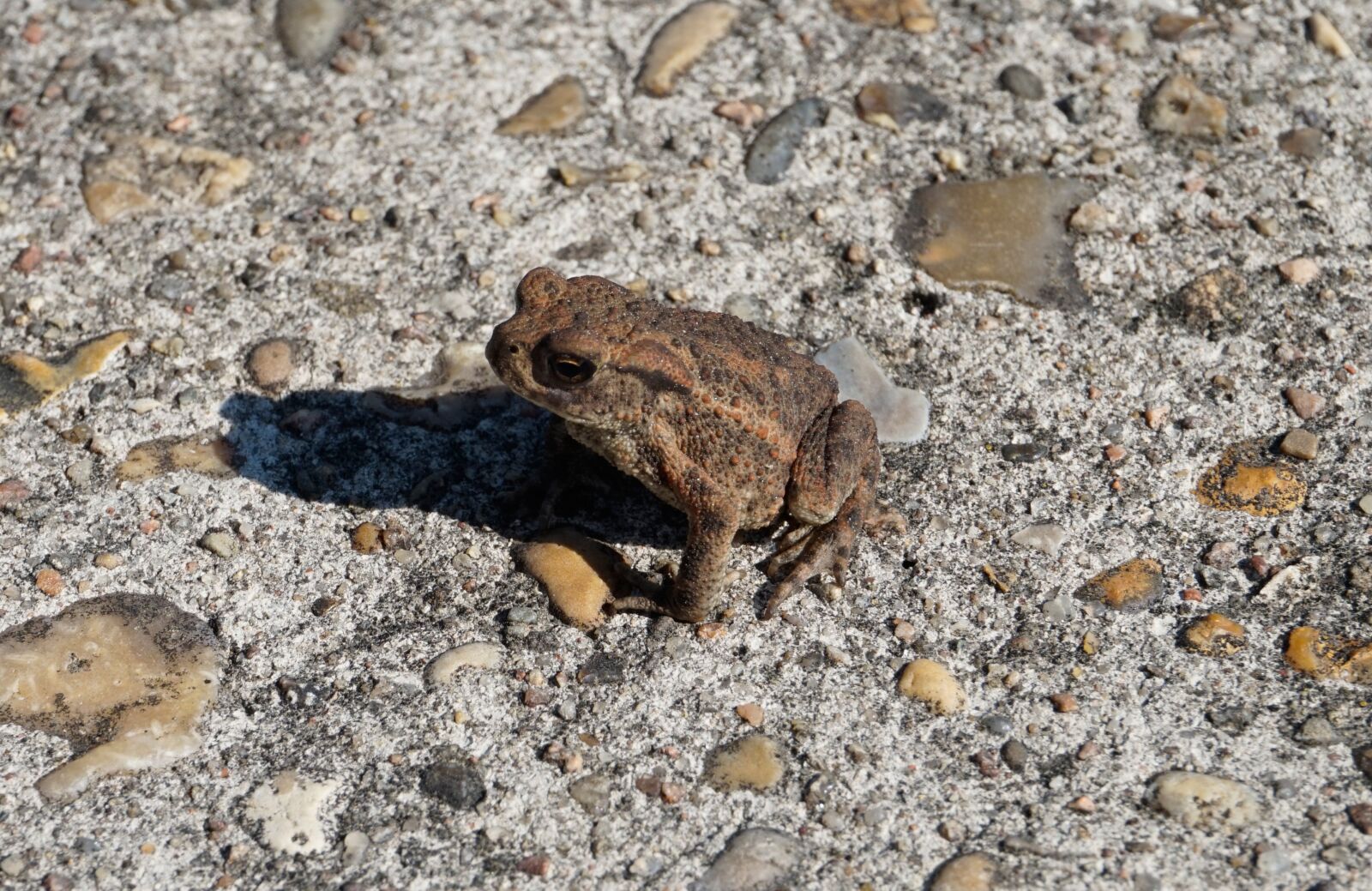 Sony Alpha a5000 (ILCE 5000) sample photo. Animal, animal world, stone photography