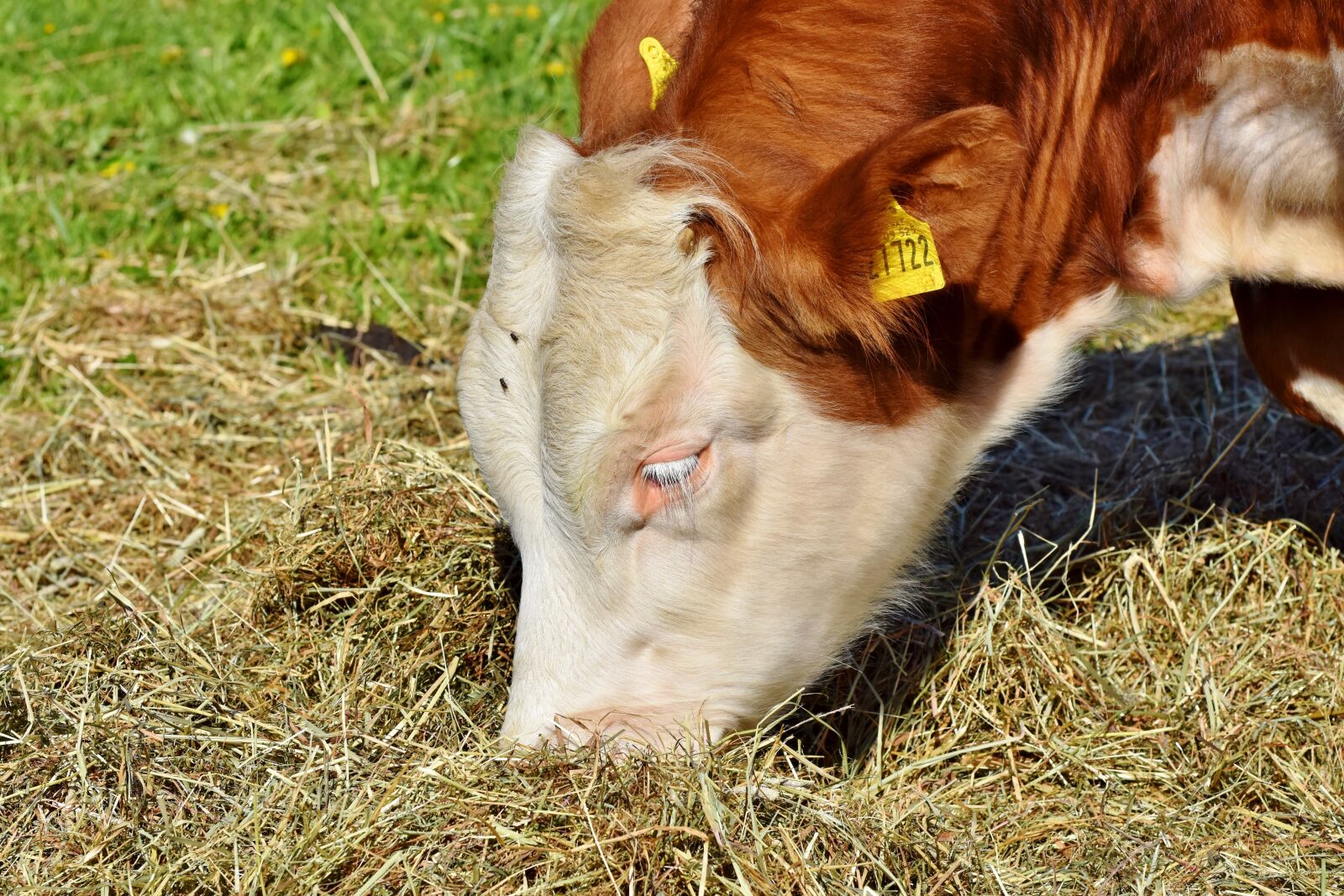Nikon D7200 sample photo. Cow, beef, graze photography