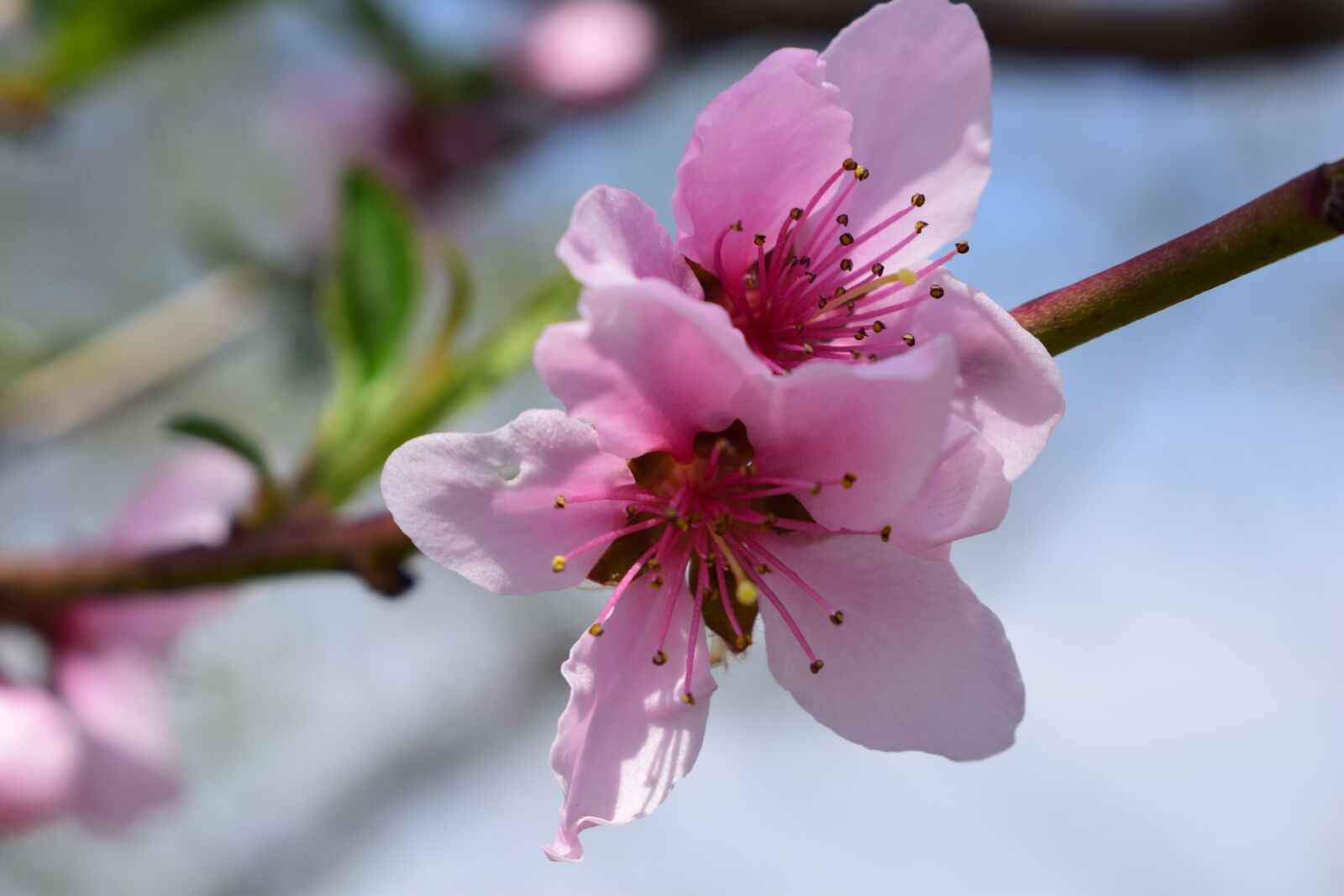 Nikon D3300 sample photo. Spring, flowers, pink photography
